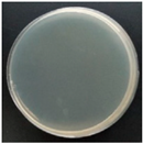 Molecules 27 05953 i005