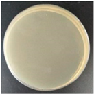 Molecules 27 05953 i010