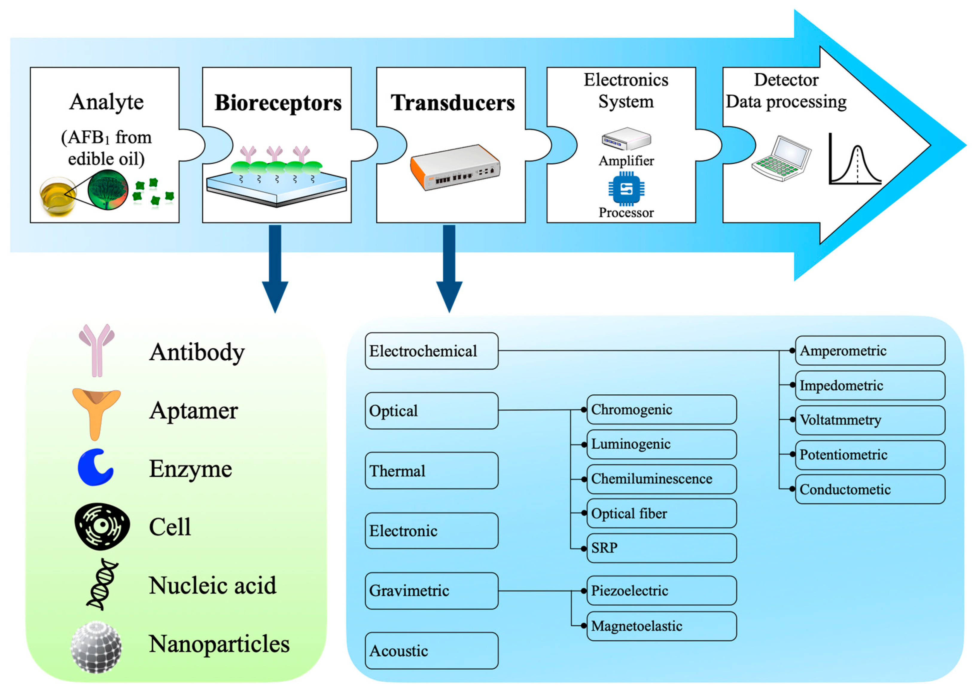 Molecules 27 06141 g006