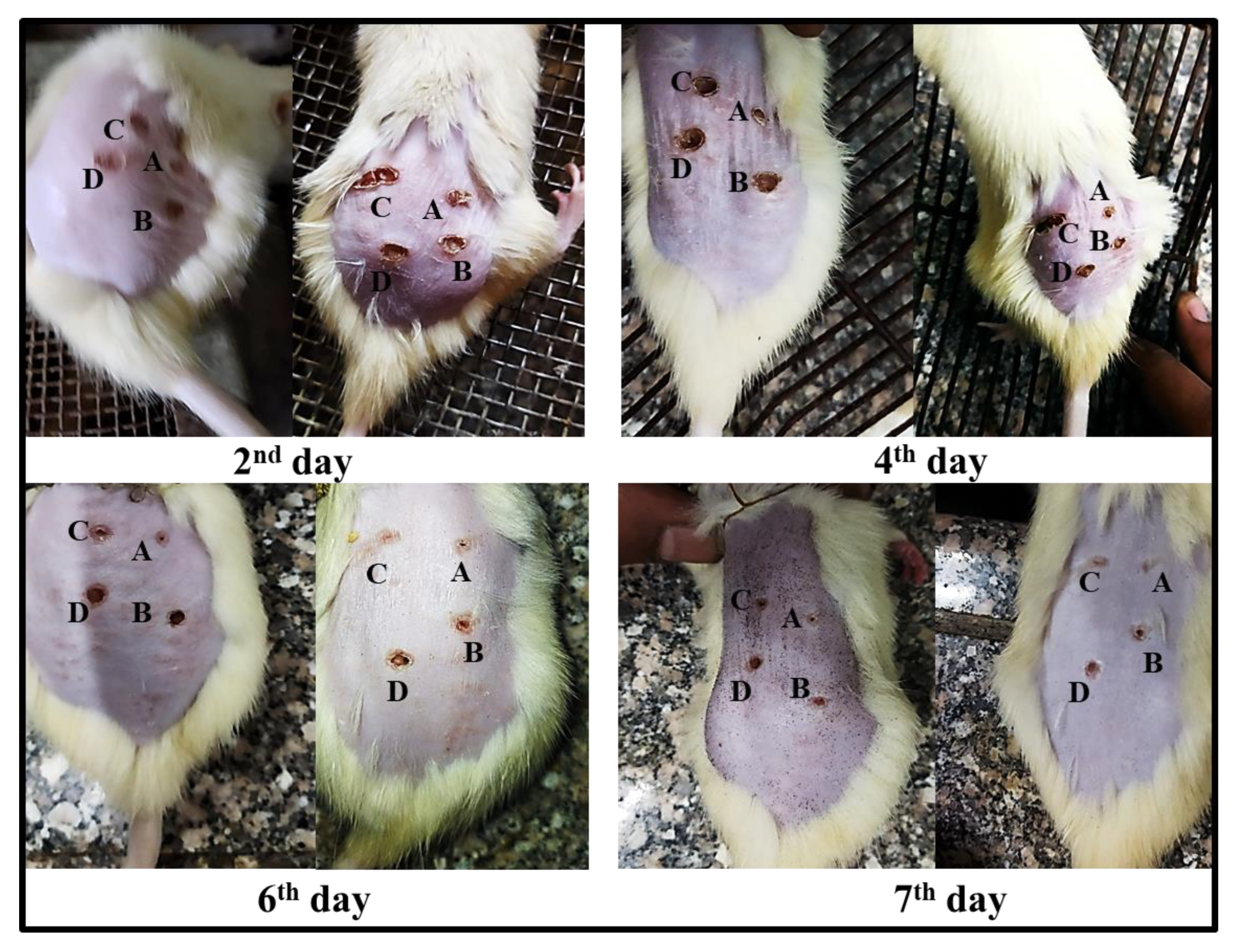 Molecules 27 06143 g006