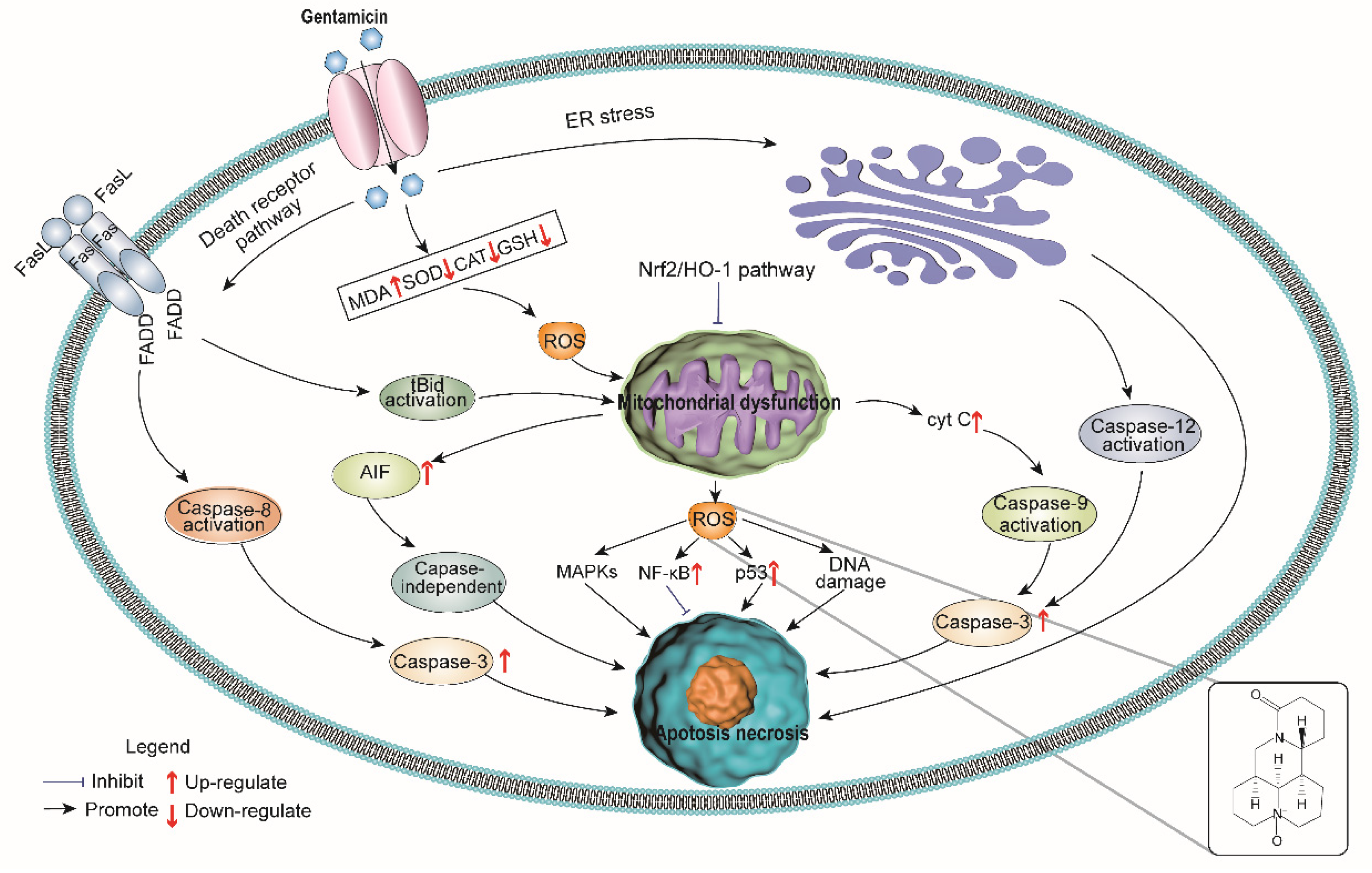 Molecules 27 06209 g005