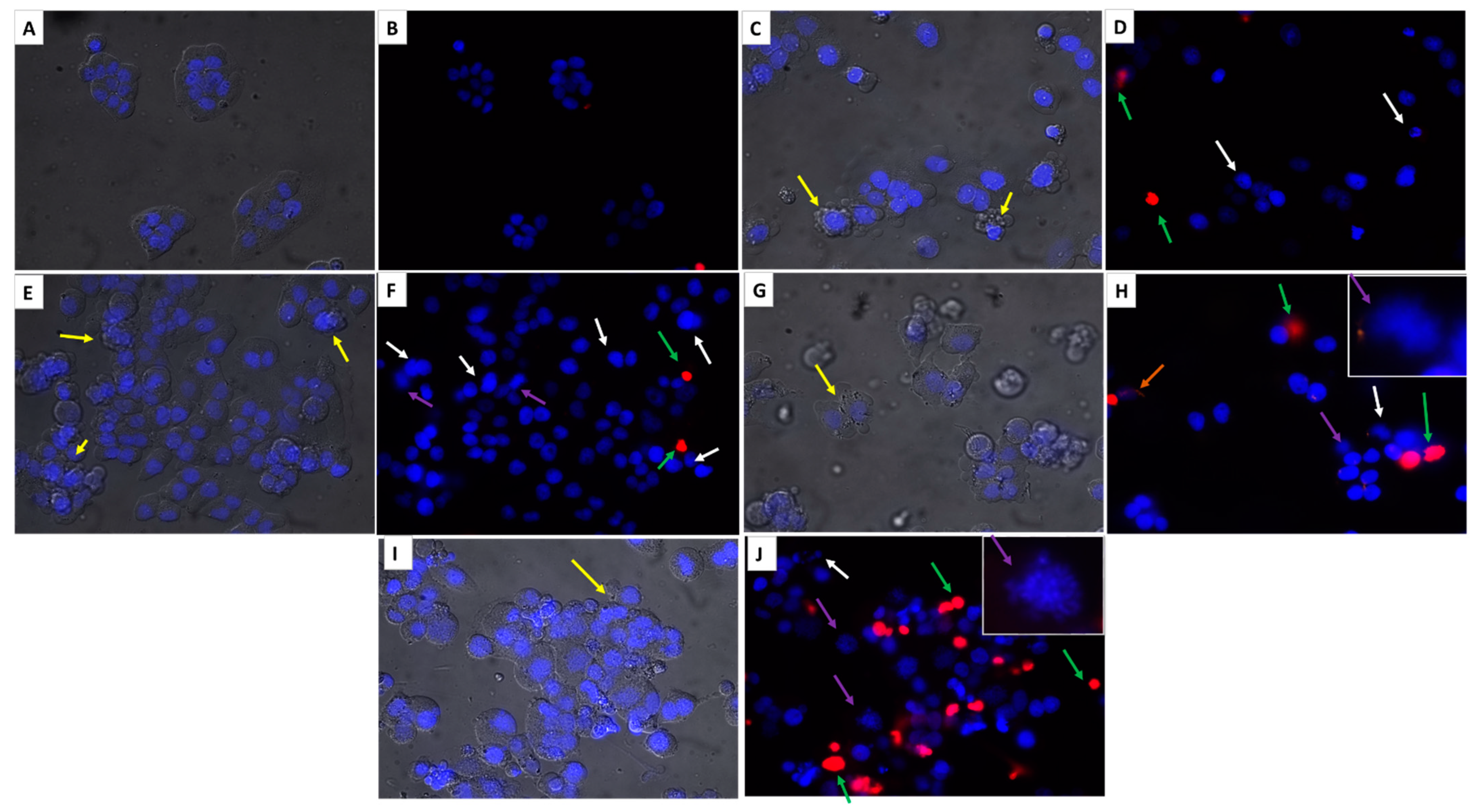 Molecules 27 06219 g012 Molecules 27 06219 g012