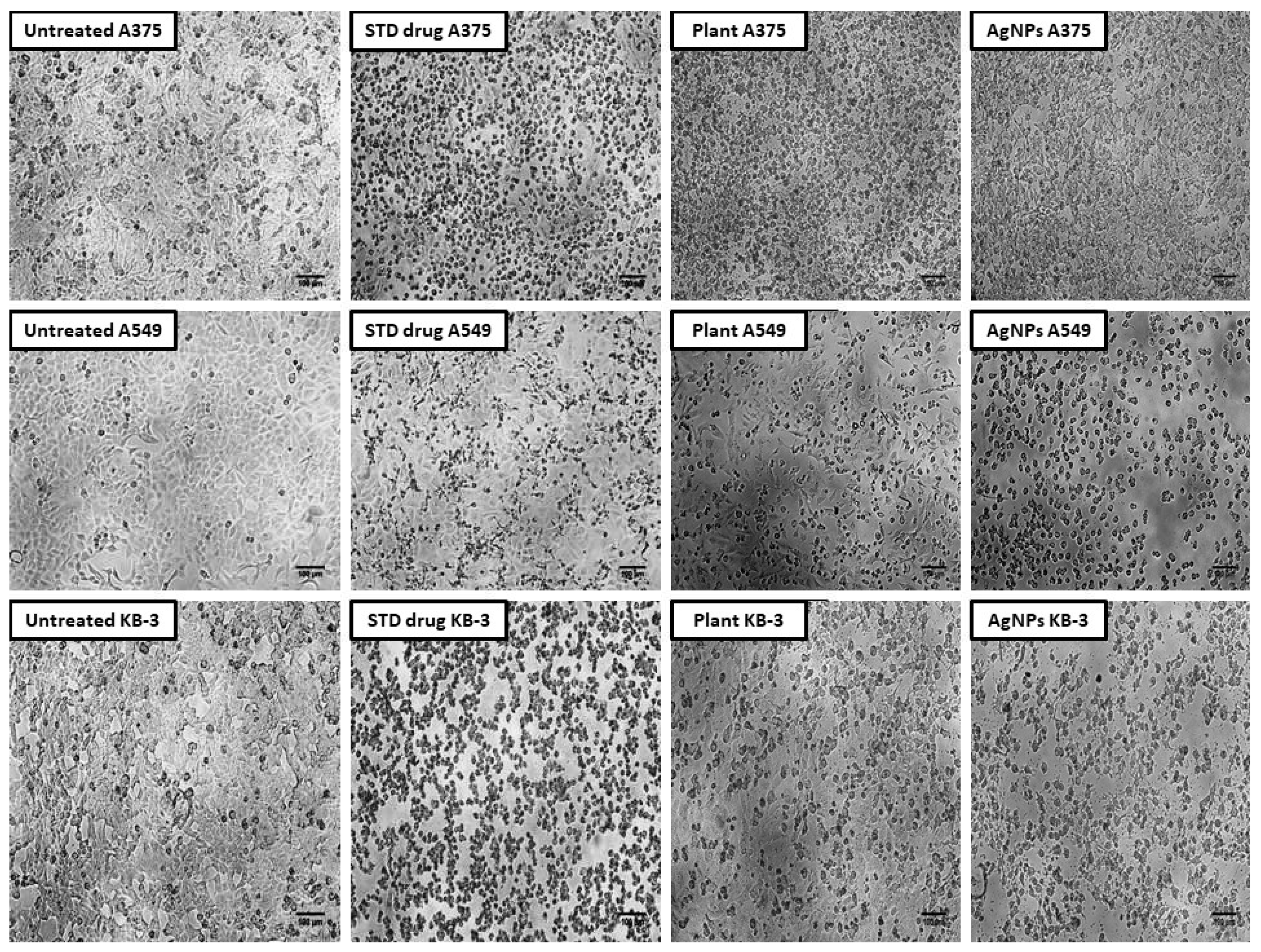 Molecules 27 06306 g011 Molecules 27 06306 g011