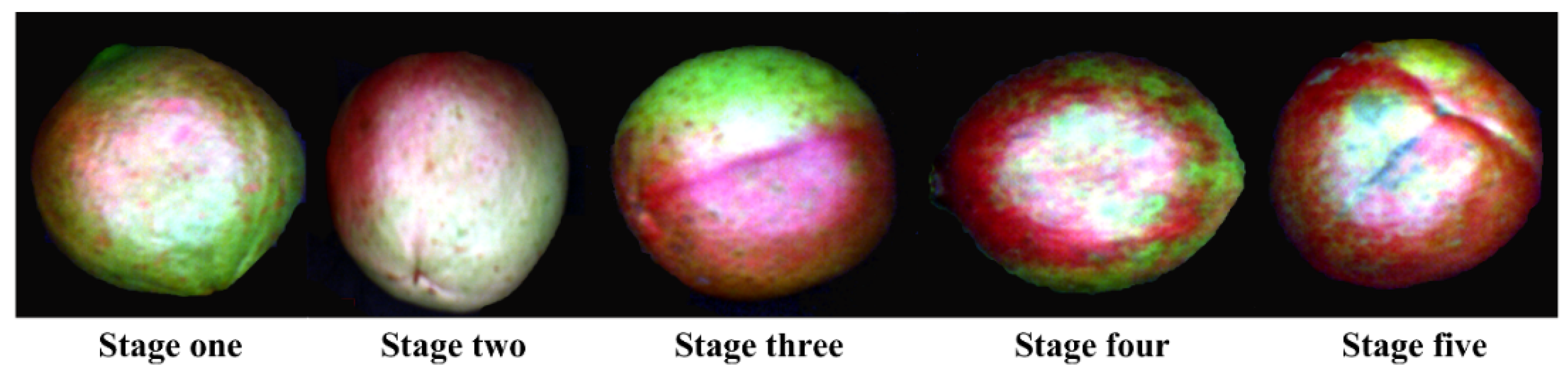 Molecules Free Full Text Maturity Stage Discrimination Of Camellia Oleifera Fruit Using Visible And Near Infrared Hyperspectral Imaging Html