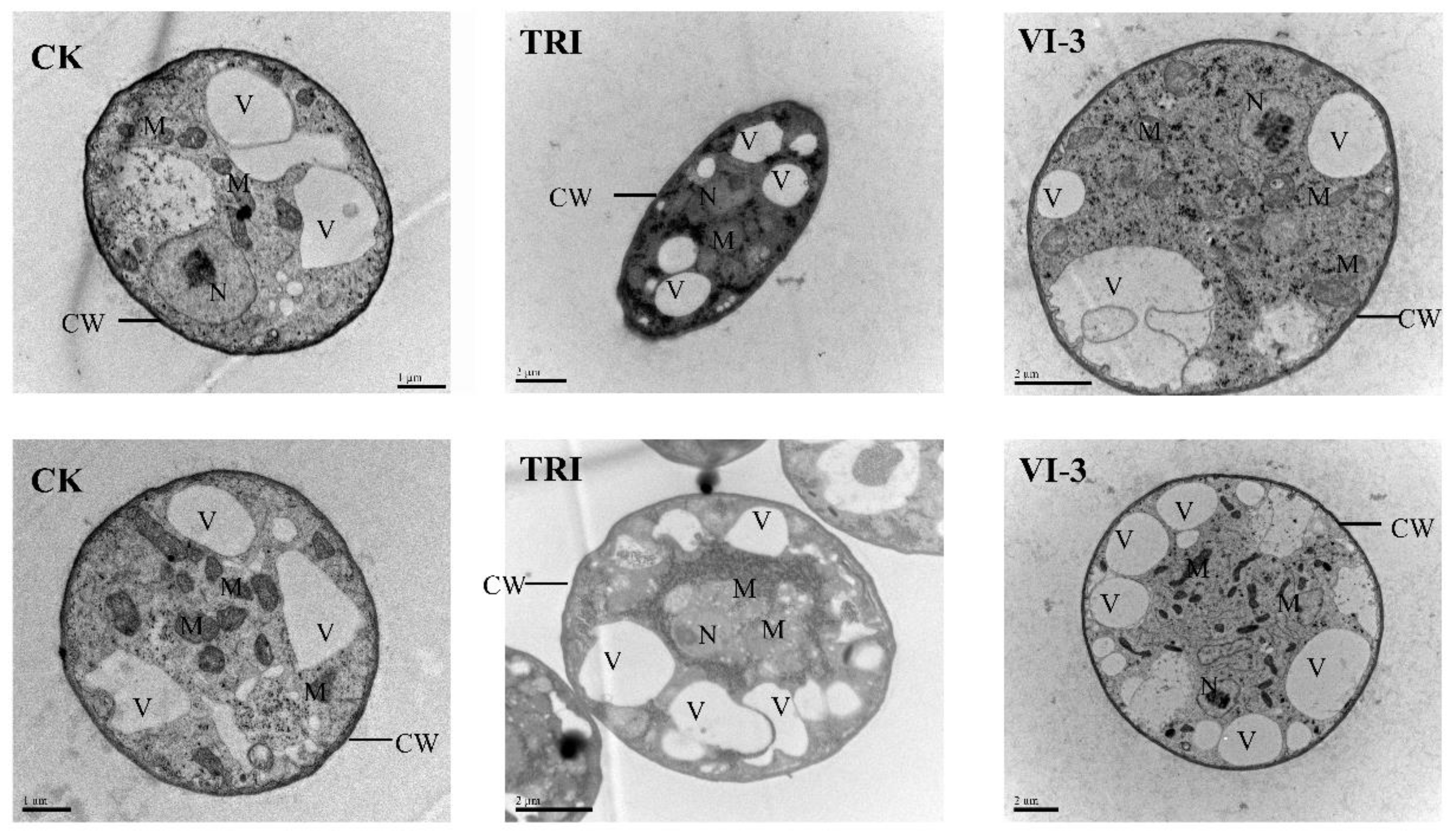 Molecules 27 06541 g002 Molecules 27 06541 g002