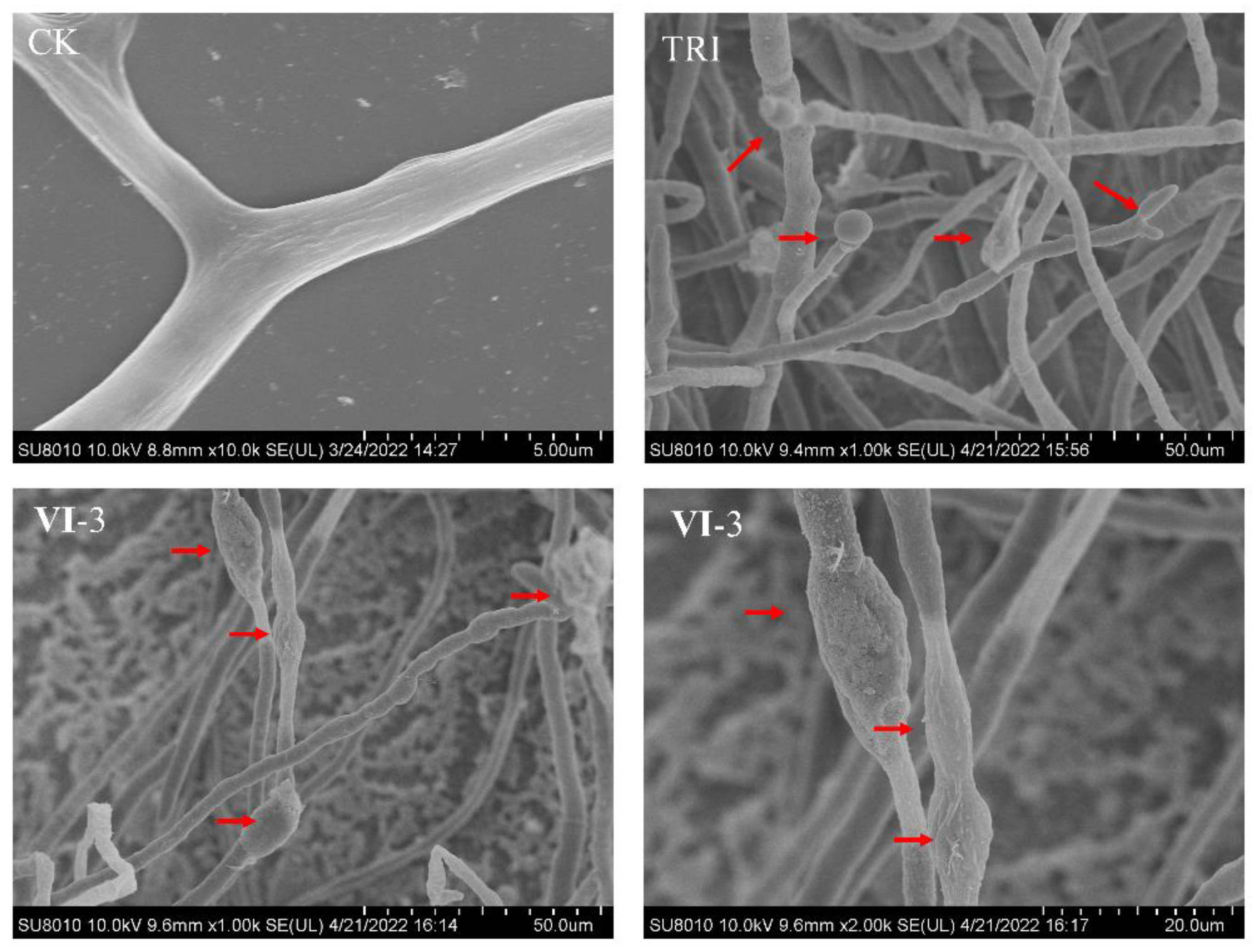 Molecules 27 06541 g003 Molecules 27 06541 g003