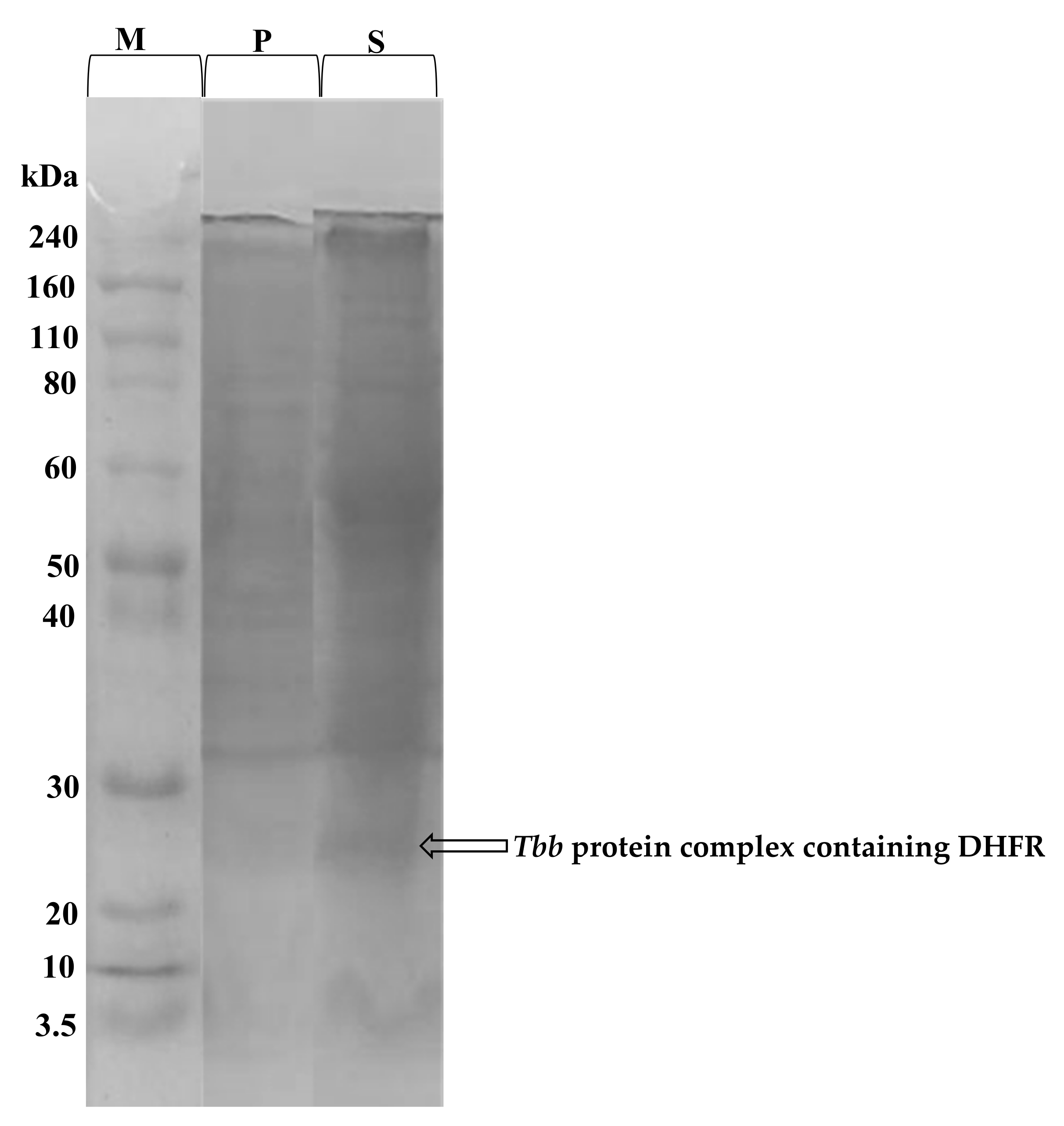 Molecules 27 06574 g005 Molecules 27 06574 g005