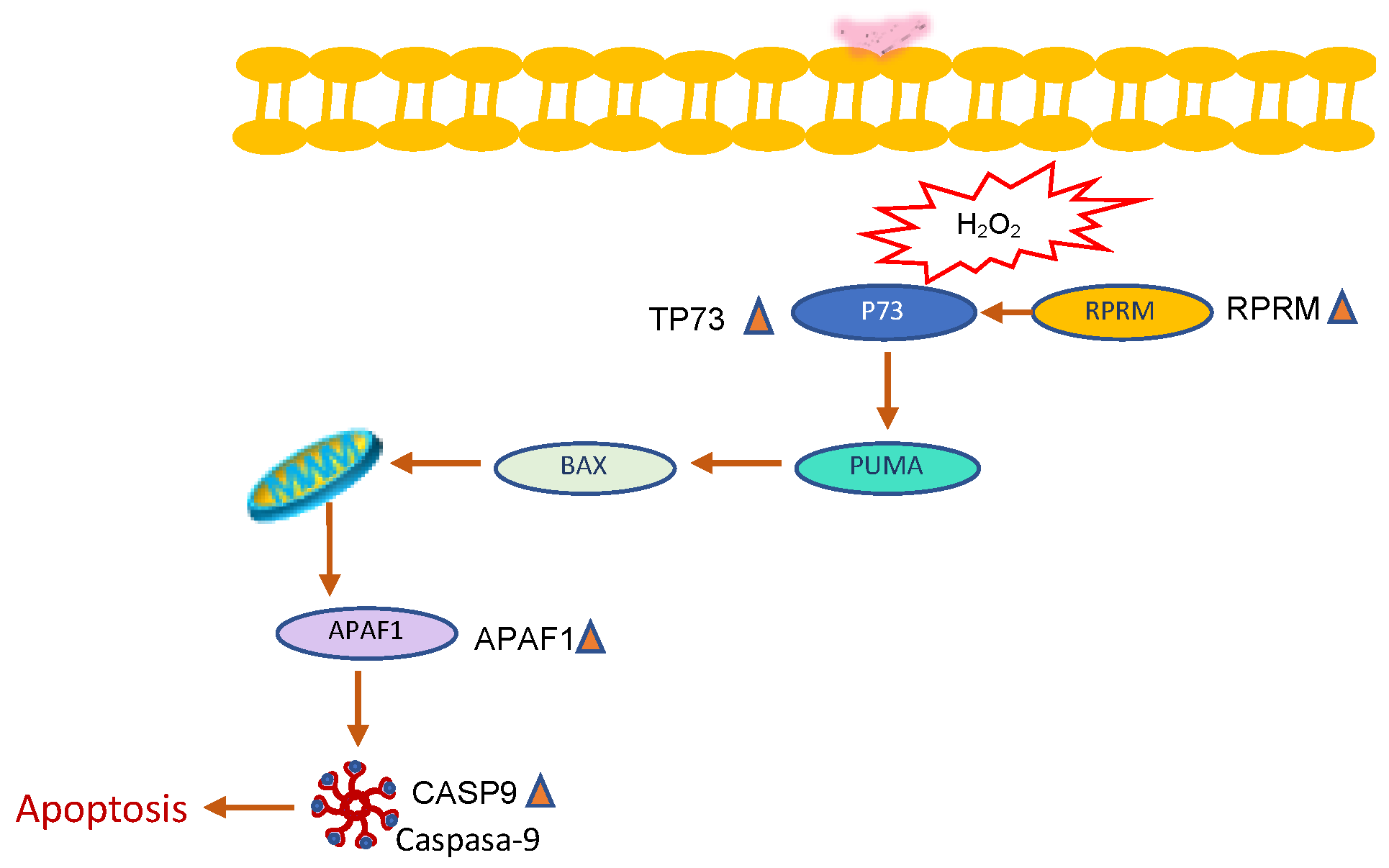 Molecules 27 06588 g010