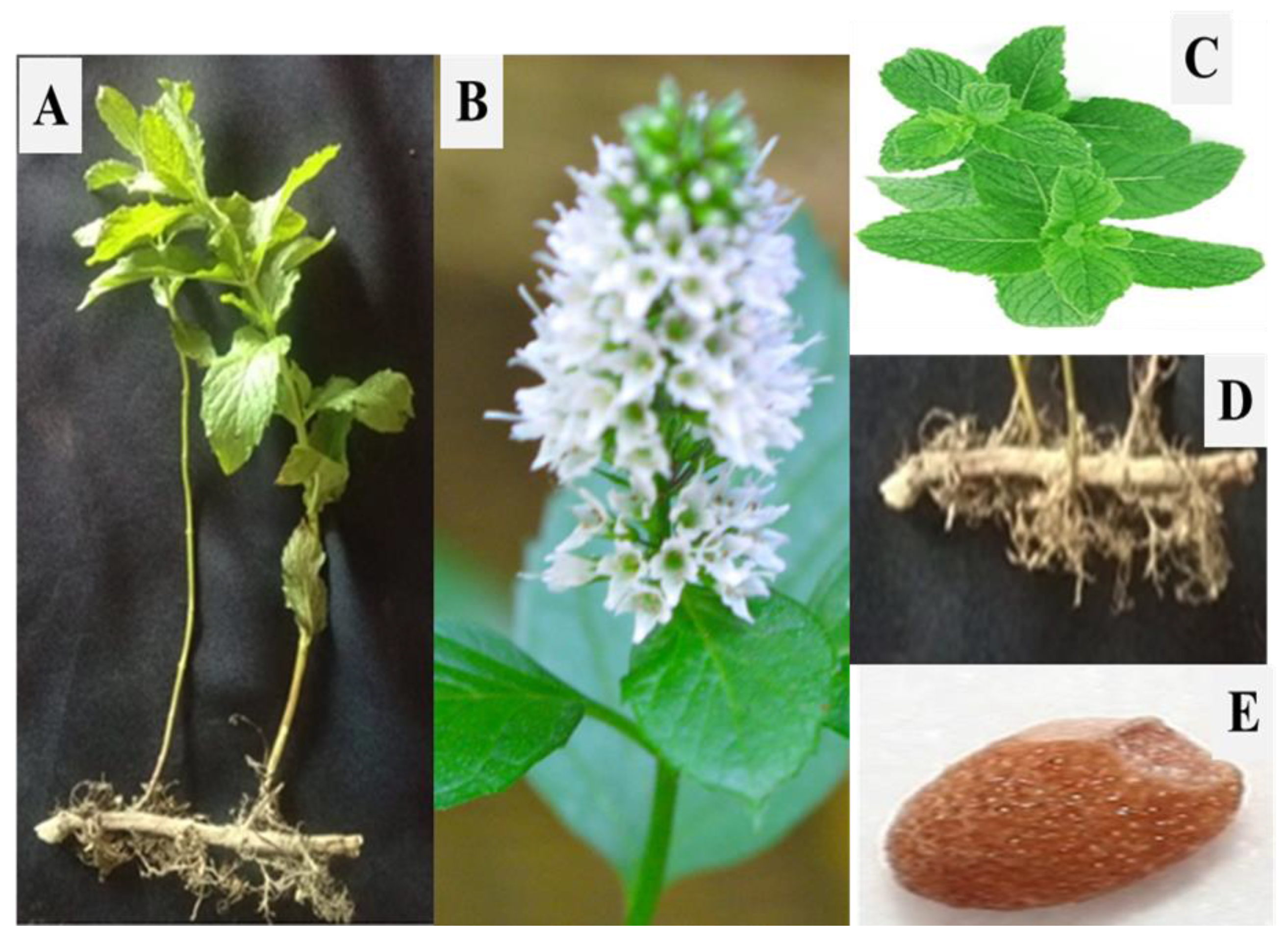 Molecules | Free Full-Text | Mentha: Nutritional and Health Attributes to  Treat Various Ailments Including Cardiovascular Diseases