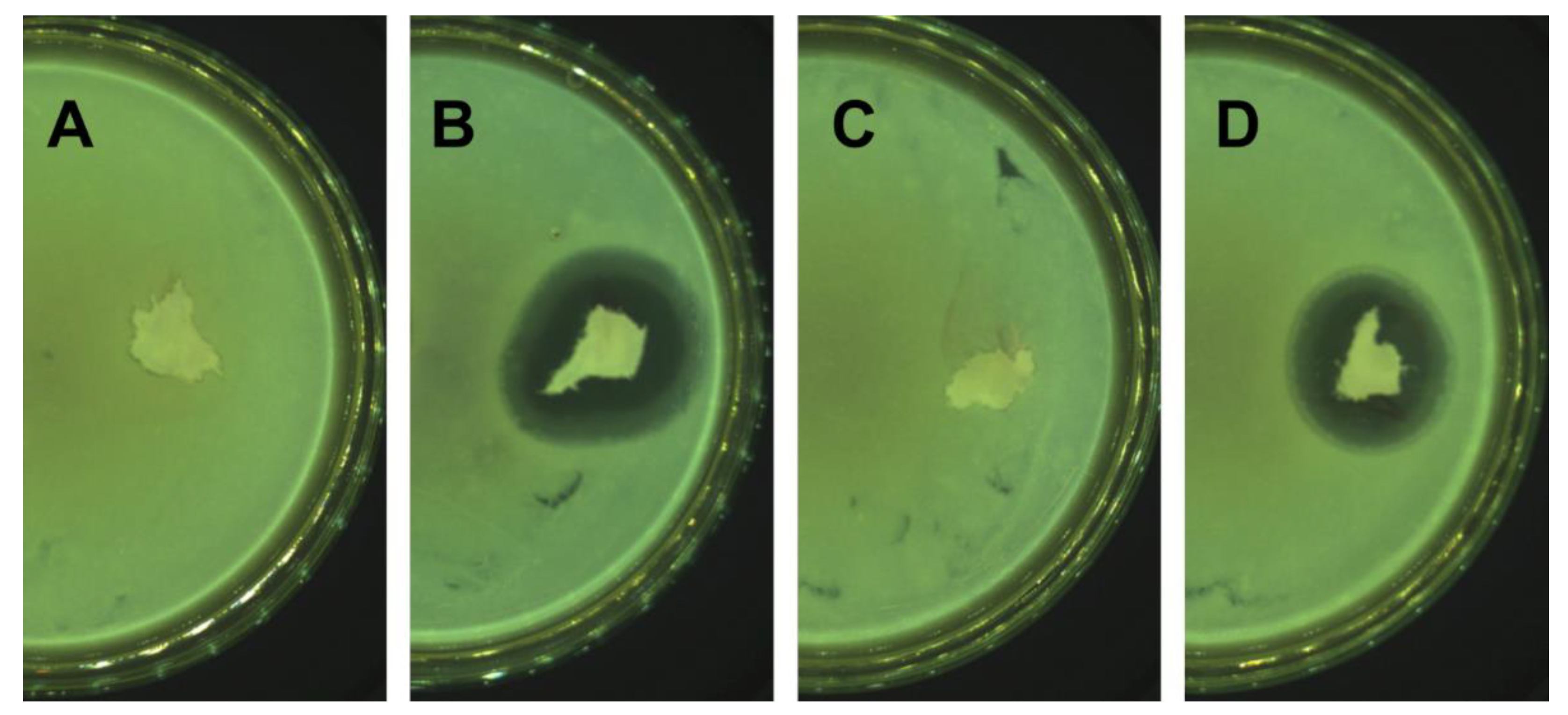Molecules 27 07045 g003 Molecules 27 07045 g003