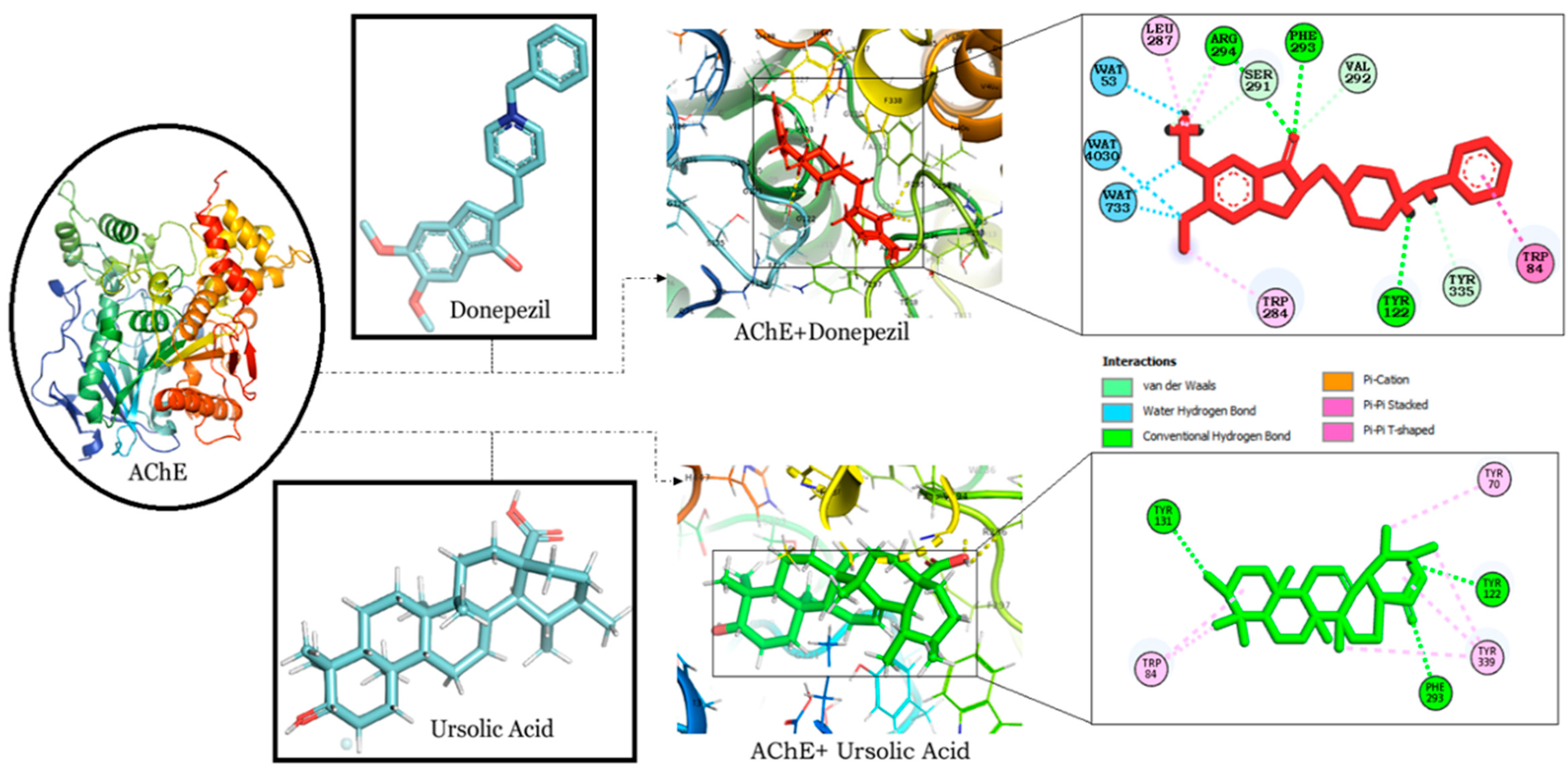 Receptor-ligand hydrogen bonds (green colour) and bumps (pink