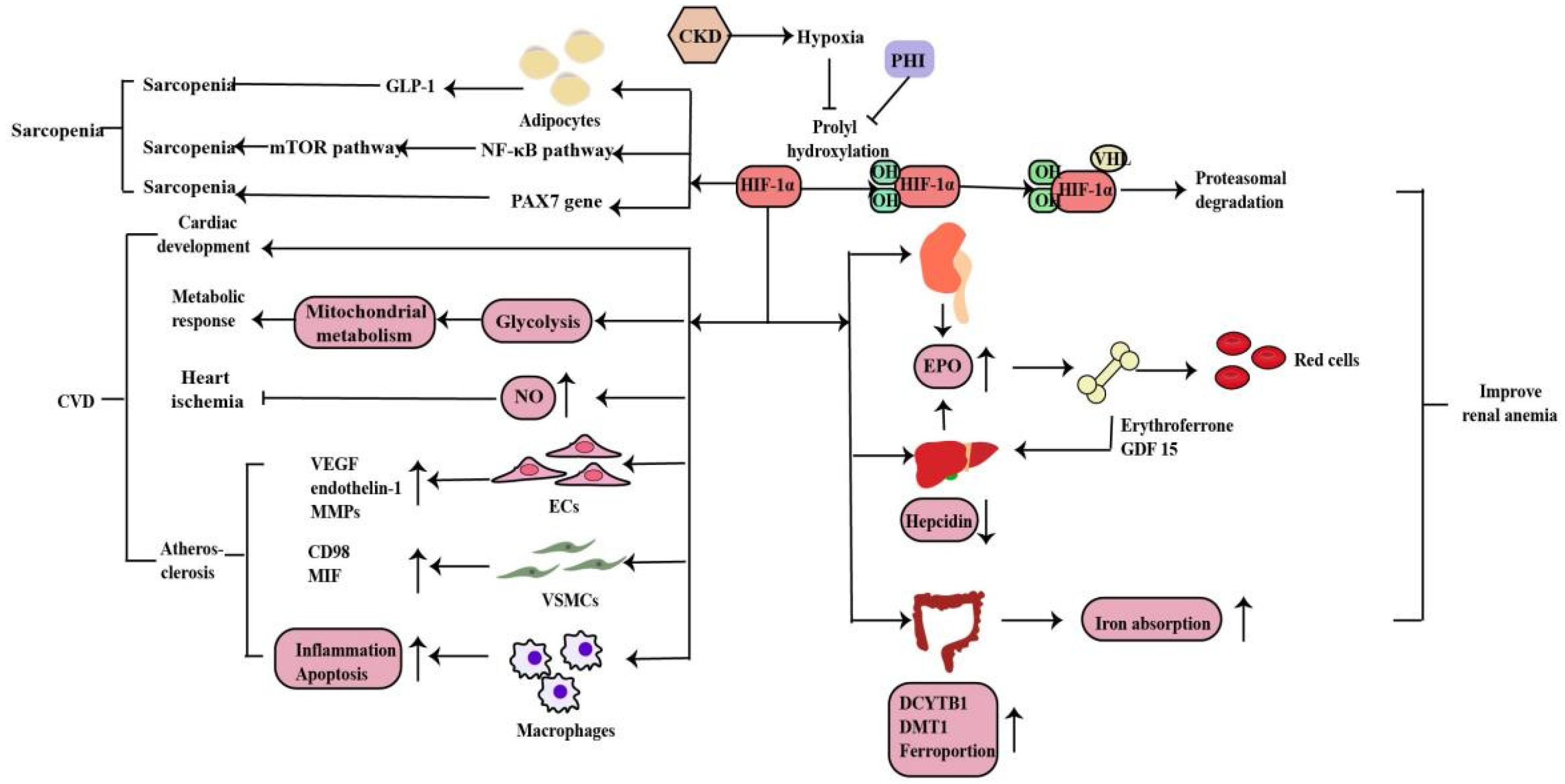 Molecules | Free Full-Text | The Role of Hypoxia-Inducible Factor-1 ...