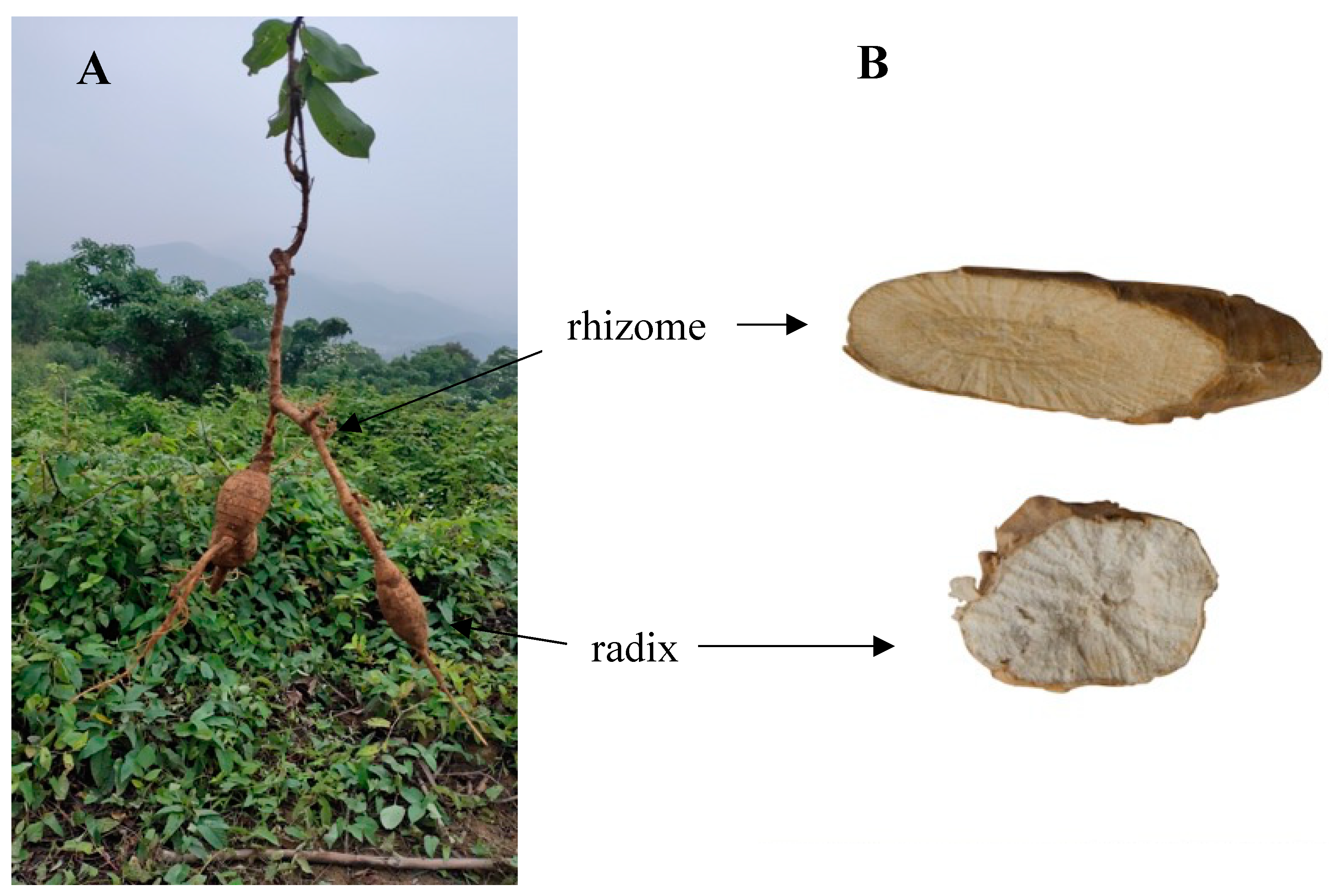 Molecules 27 07398 g001