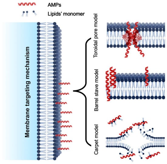 Molecules | Free Full-Text | Marine Antimicrobial Peptides-Based ...