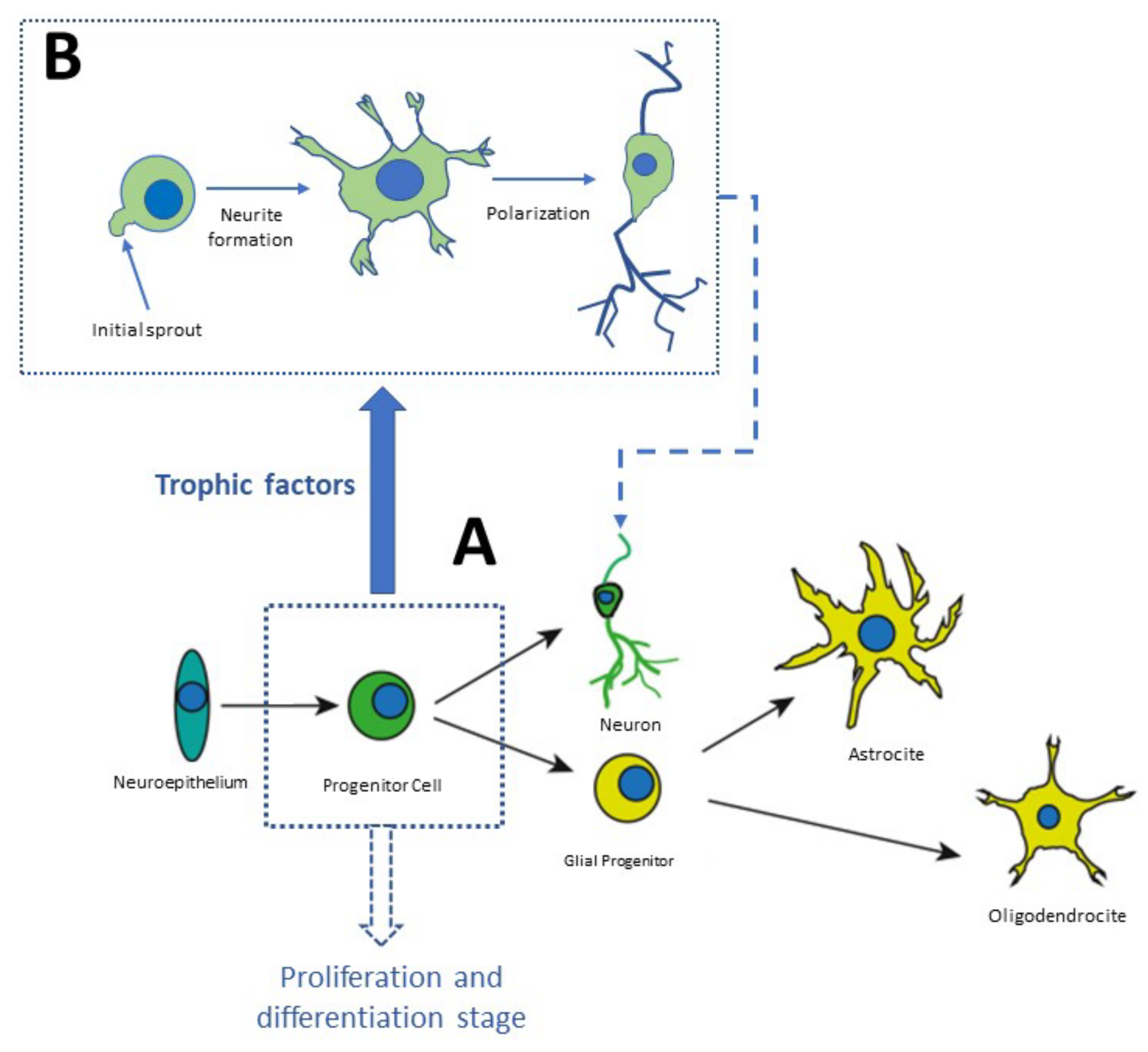 Molecules | Free Full-Text | Melatonin: A Neurotrophic Factor?