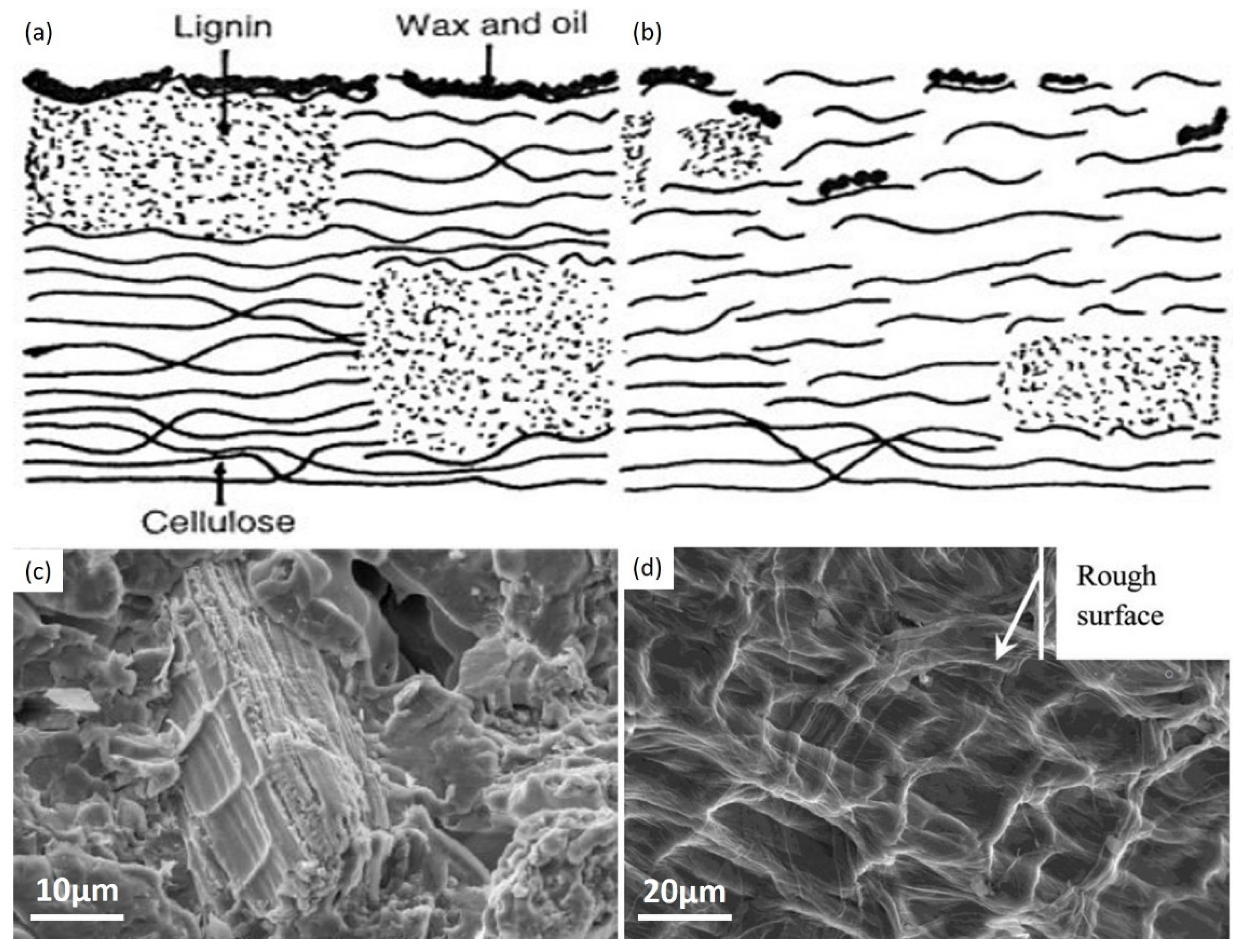 a) Kapok Fiber tree, (b) A kapok fruit, (c) KF fruit. Reprinted with