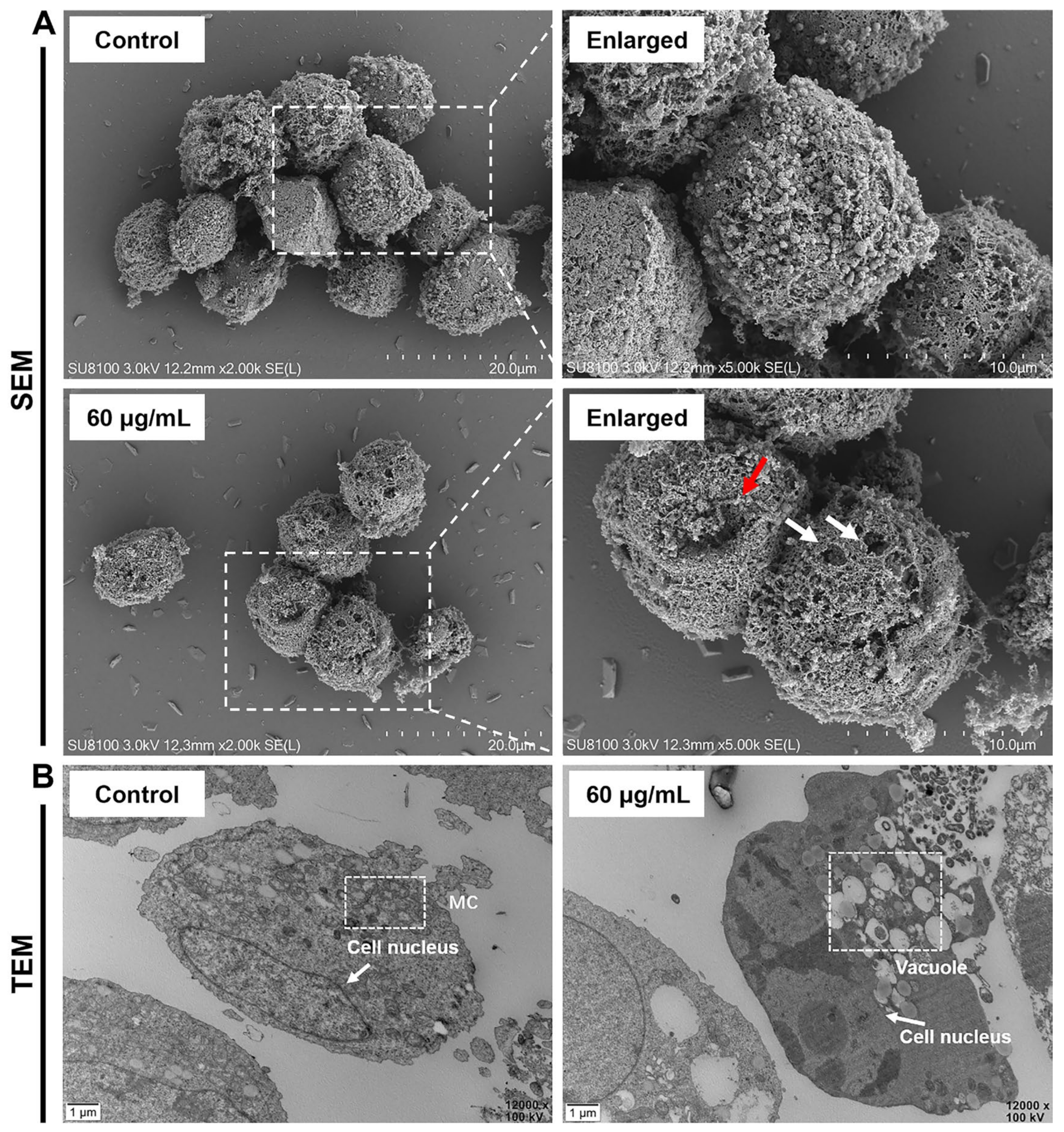 Molecules | Free Full-Text | Antitumor Activity and Mechanism of Action of  the Antimicrobial Peptide AMP-17 on Human Leukemia K562 Cells