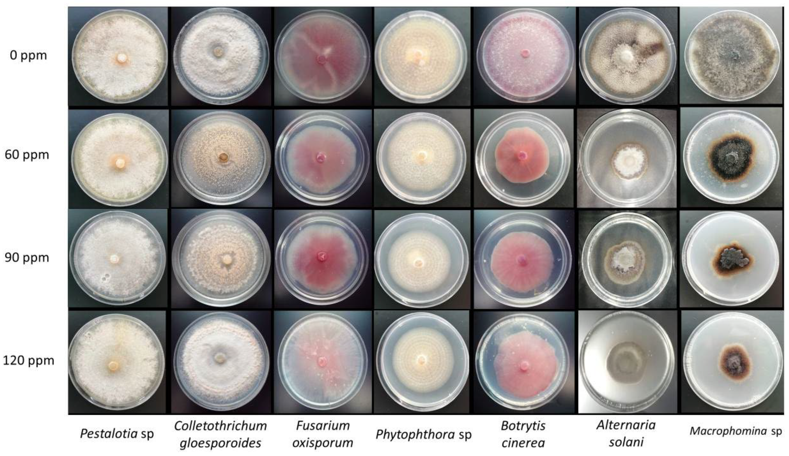 Molecules 27 08147 g002