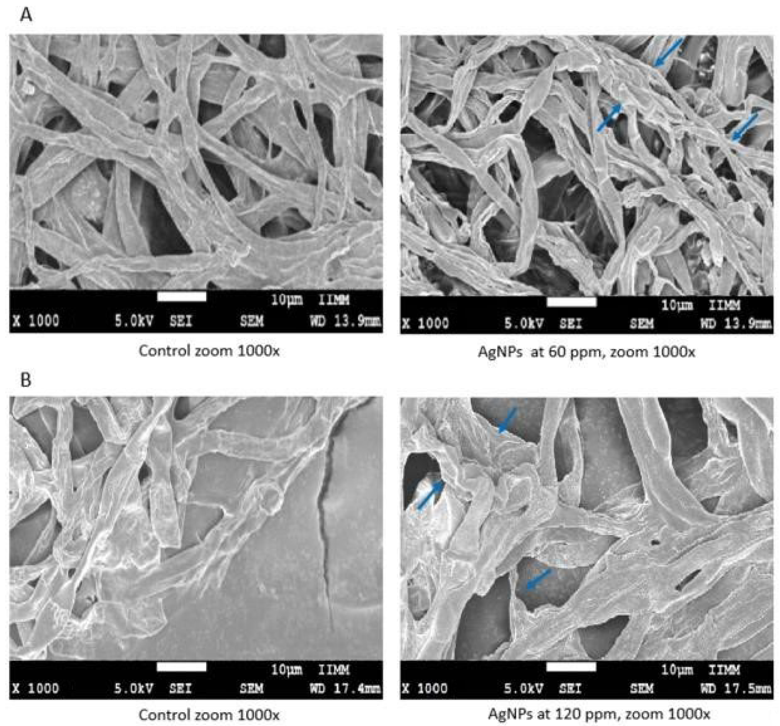 Molecules 27 08147 g004