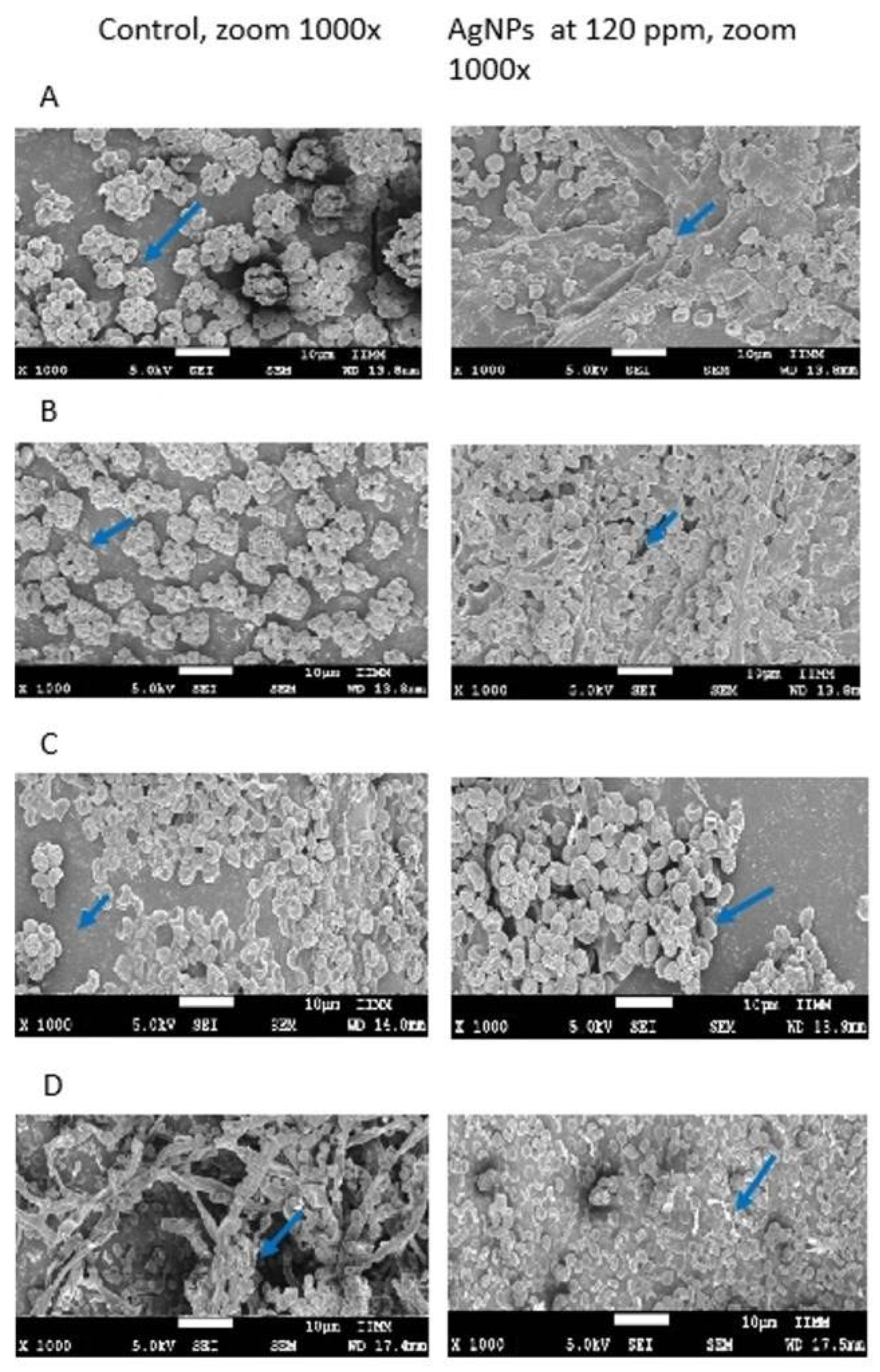 Molecules 27 08147 g005