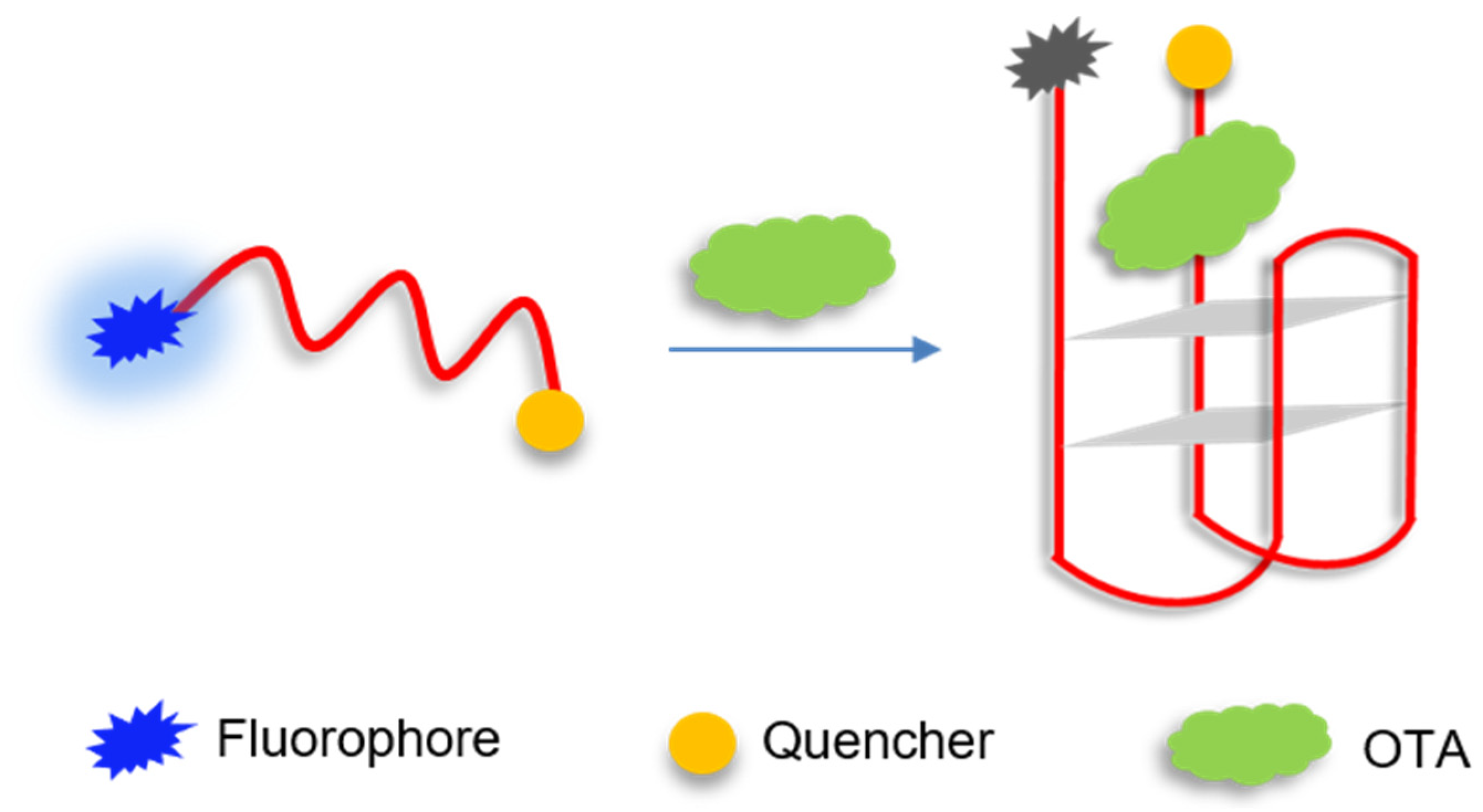 Aptamer Molecular Beacon Sensor For Rapid And Sensitive Detection Of ...