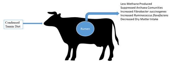 Molecules | Free Full-Text | Tannin in Ruminant Nutrition