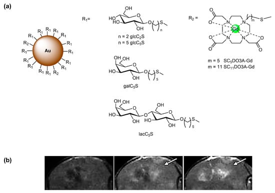 Molecules | Free Full-Text | MRI Contrast Agents in Glycobiology