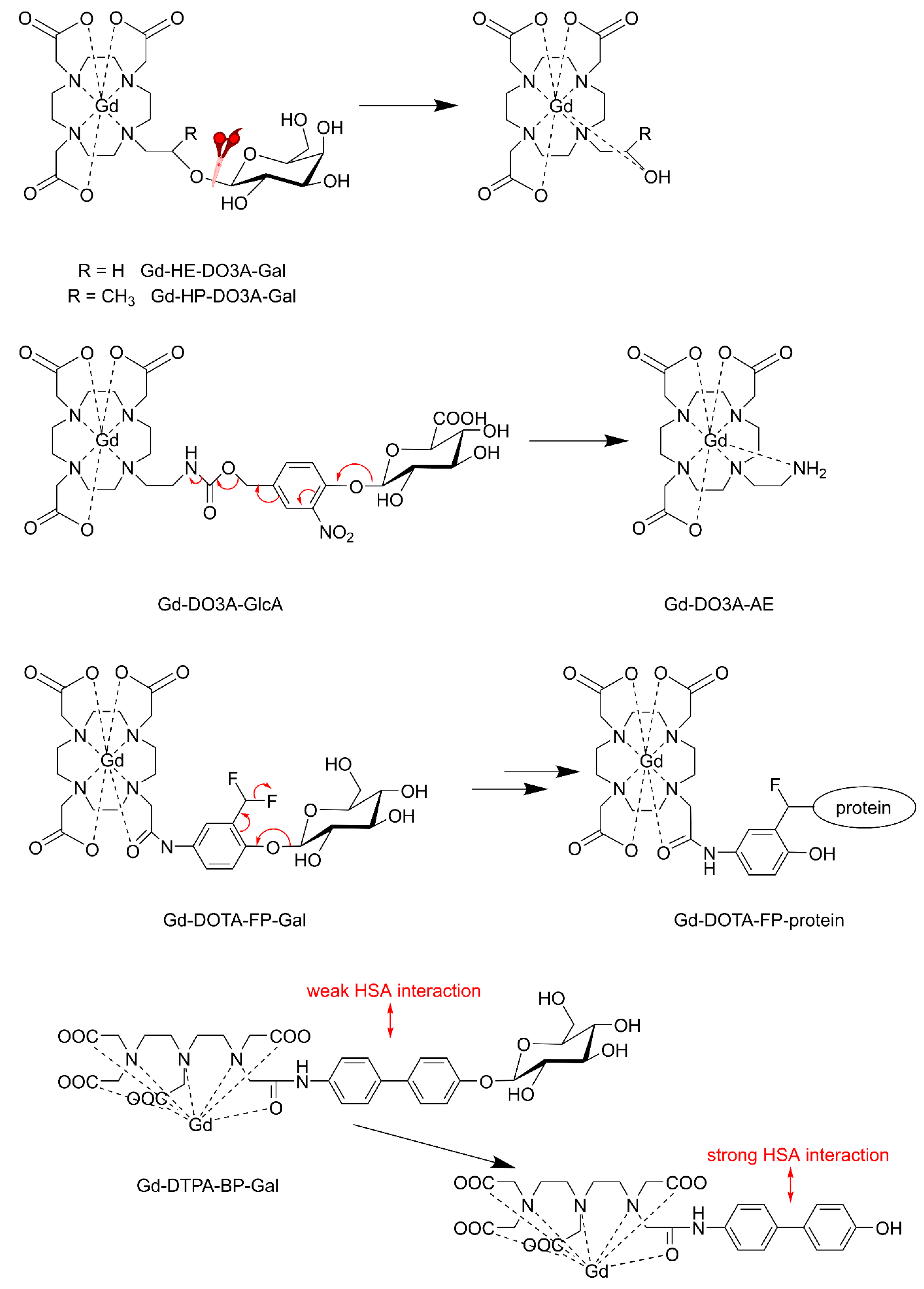 Molecules | Free Full-Text | MRI Contrast Agents in Glycobiology