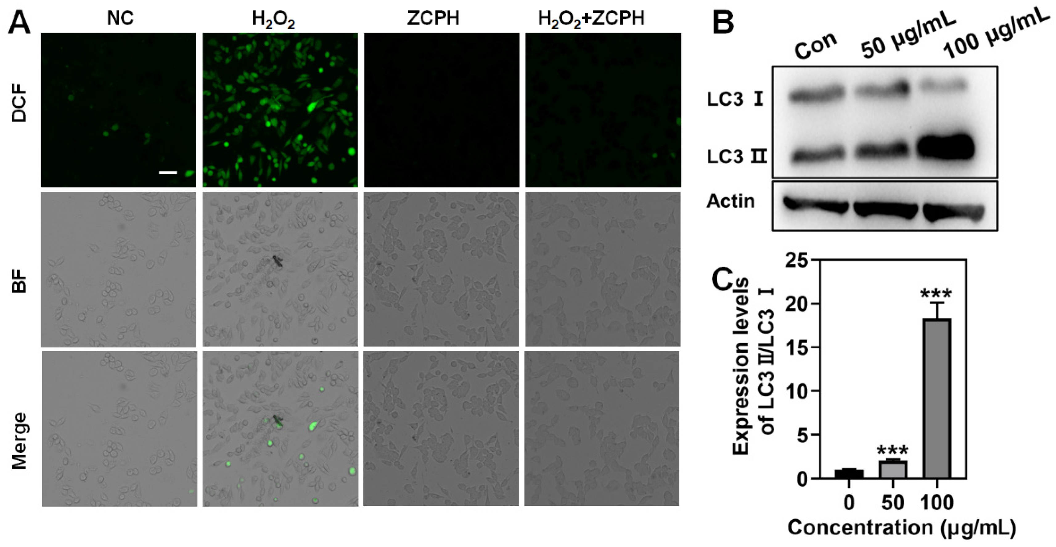Molecules 27 08350 g005 Molecules 27 08350 g005