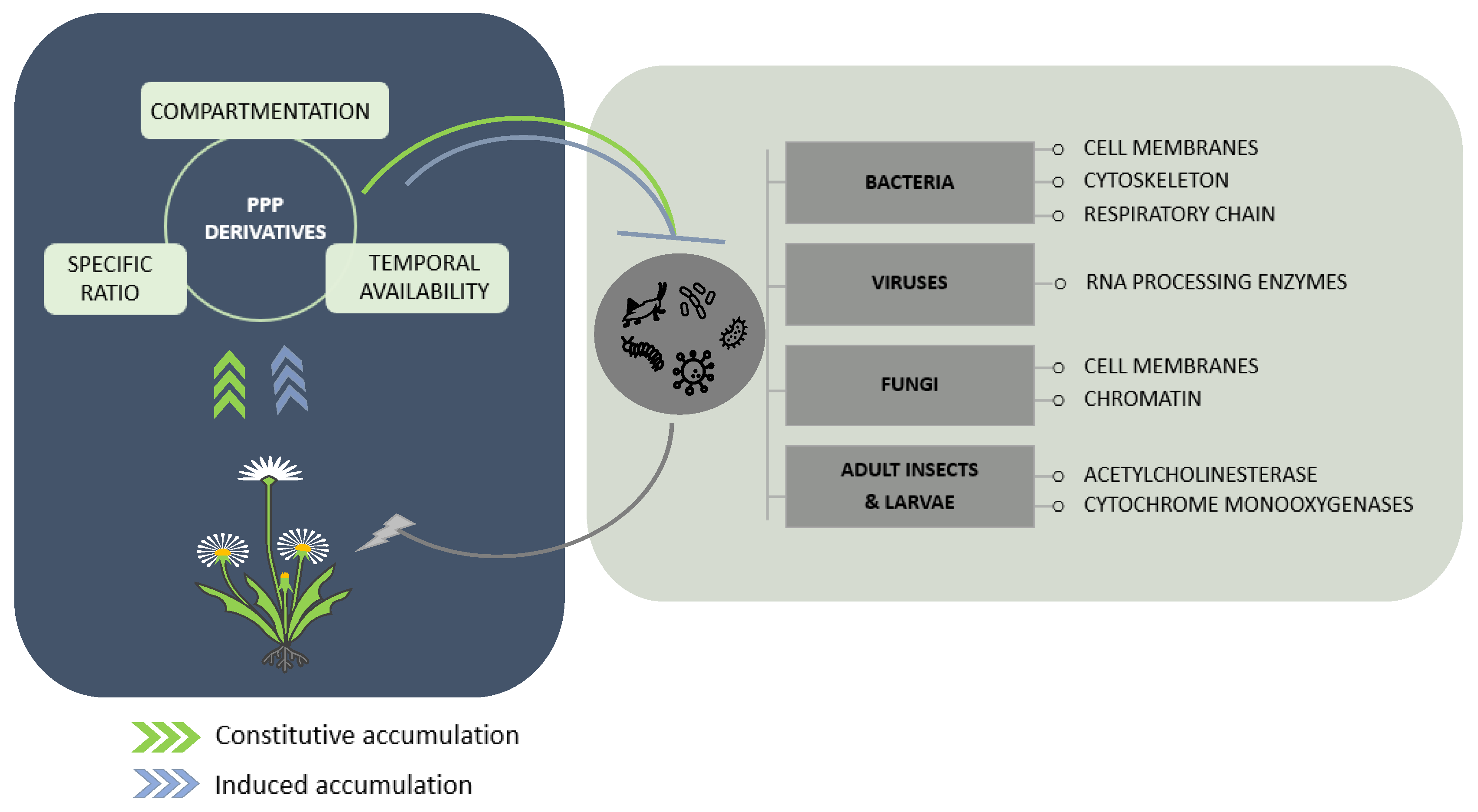 Molecules 27 08371 g002