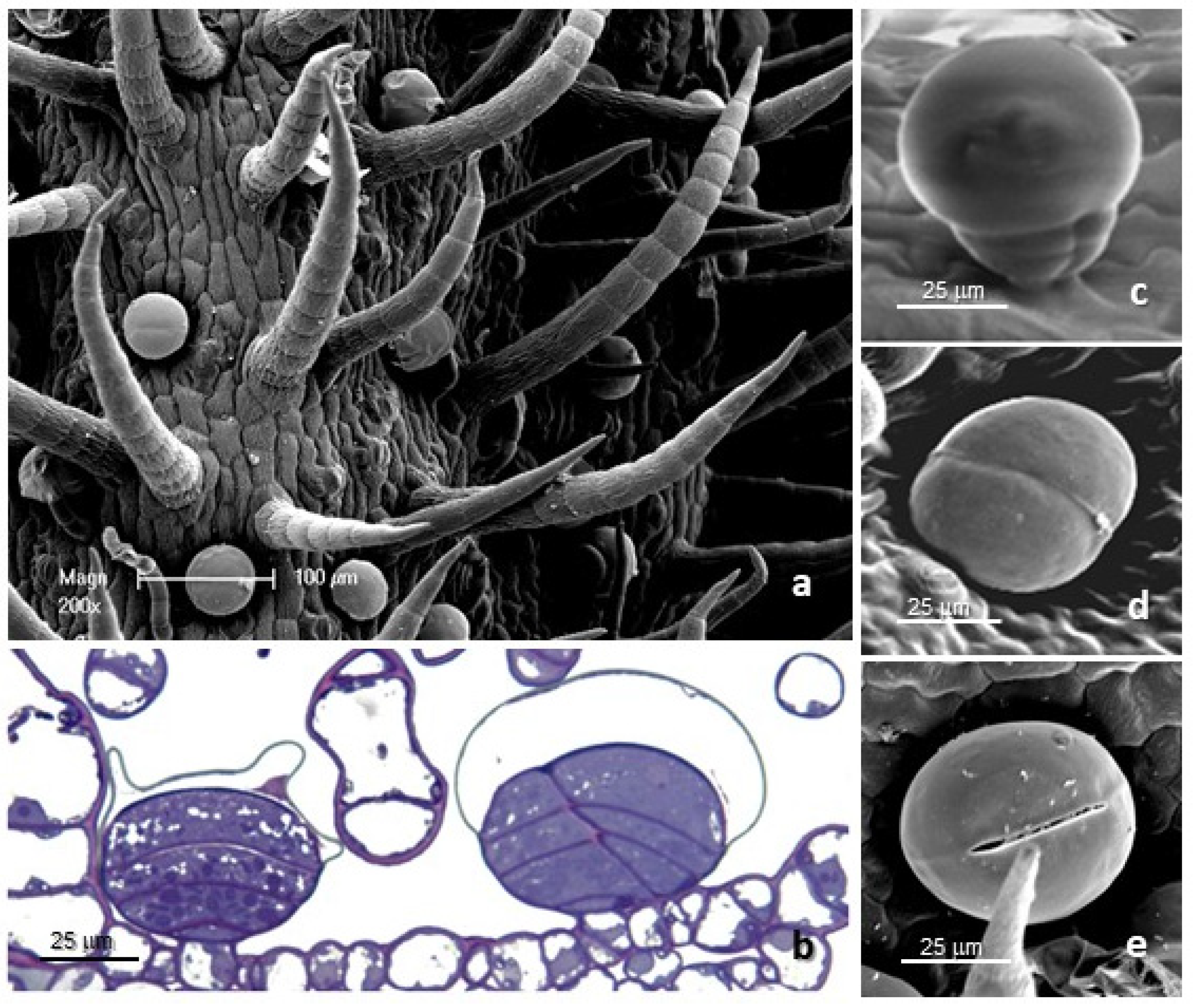 trichomes stock photos - OFFSET