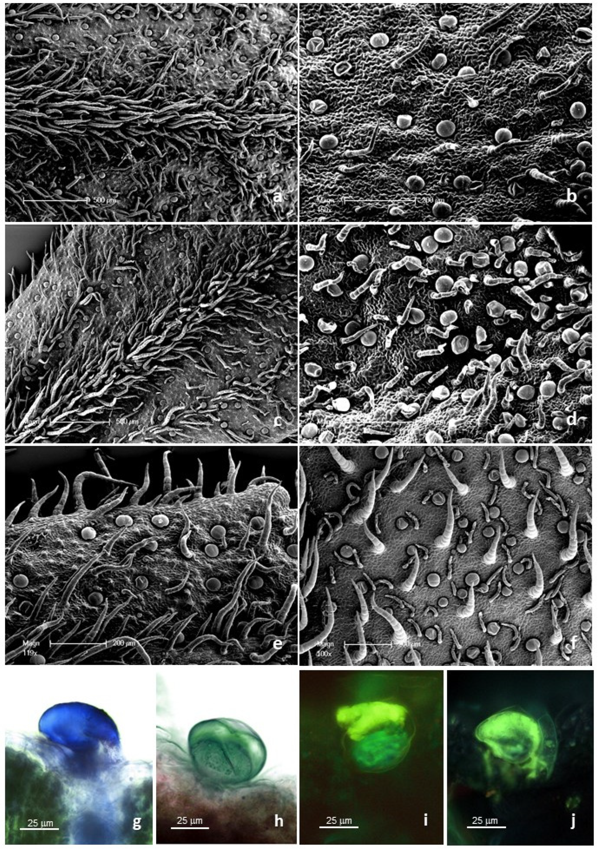 Molecules 27 08602 g002 Molecules 27 08602 g002