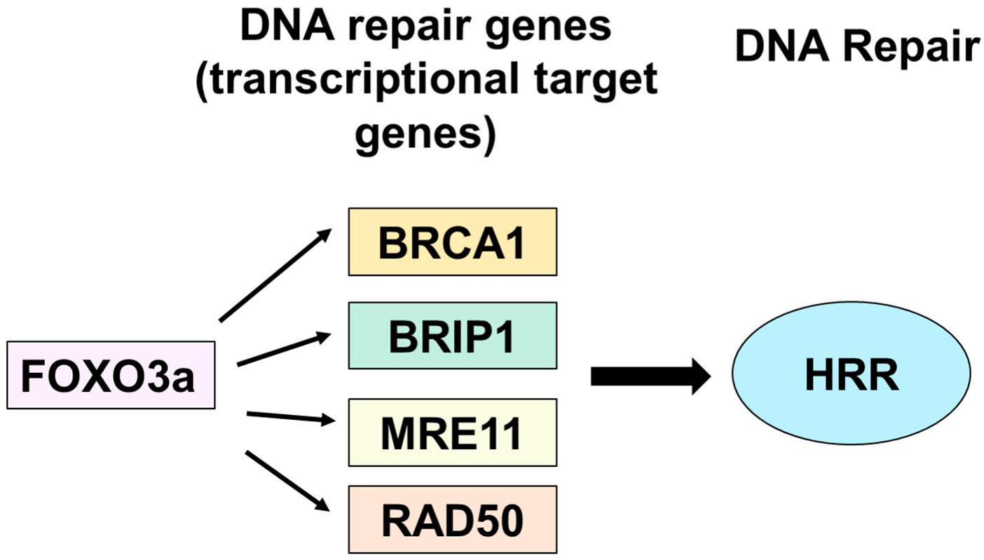 Molecules 27 08623 g006