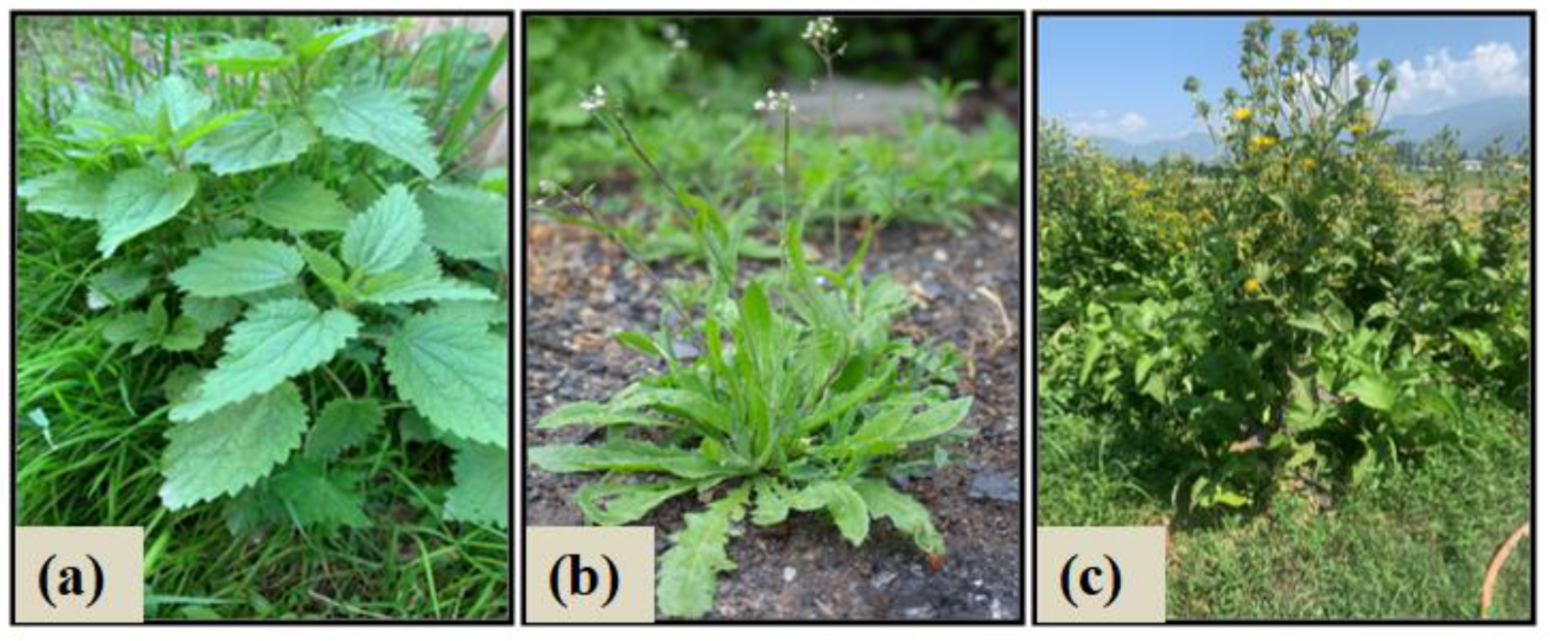 Molecules 27 08629 g009 Molecules 27 08629 g009