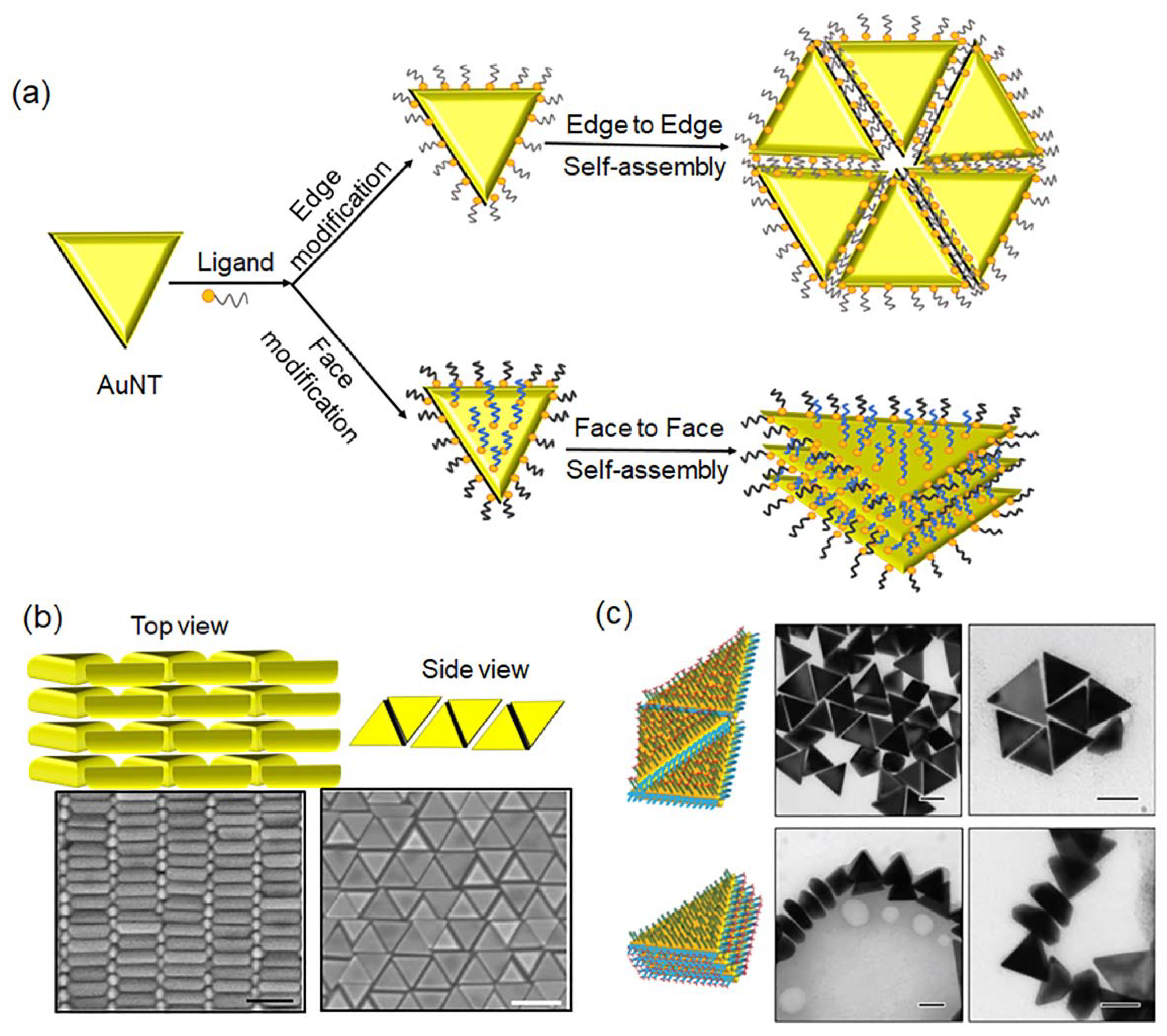 Molecules 27 08766 g004 Molecules 27 08766 g004