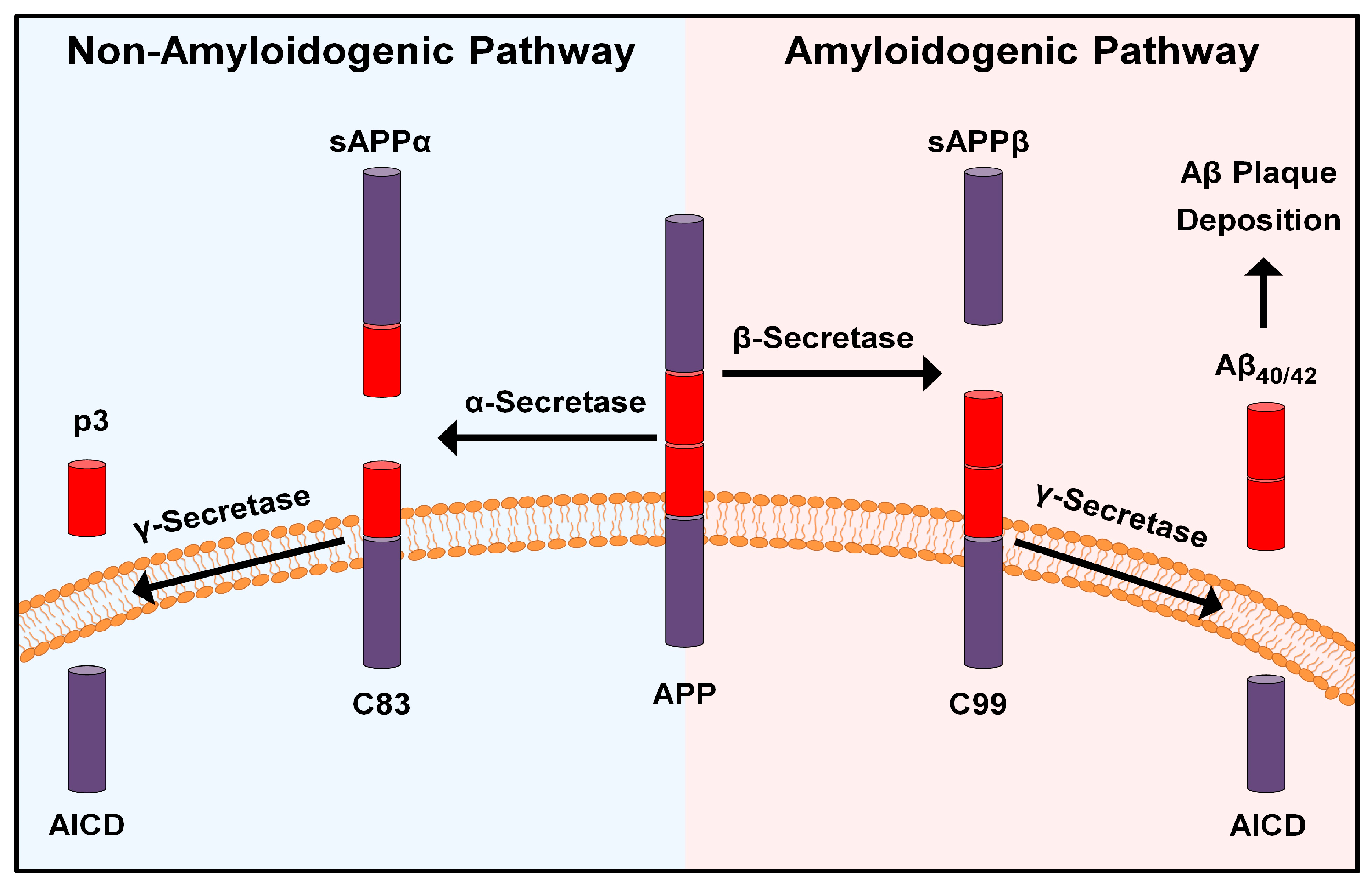 Molecules Free FullText BACE1 Inhibitors for Alzheimer’s Disease