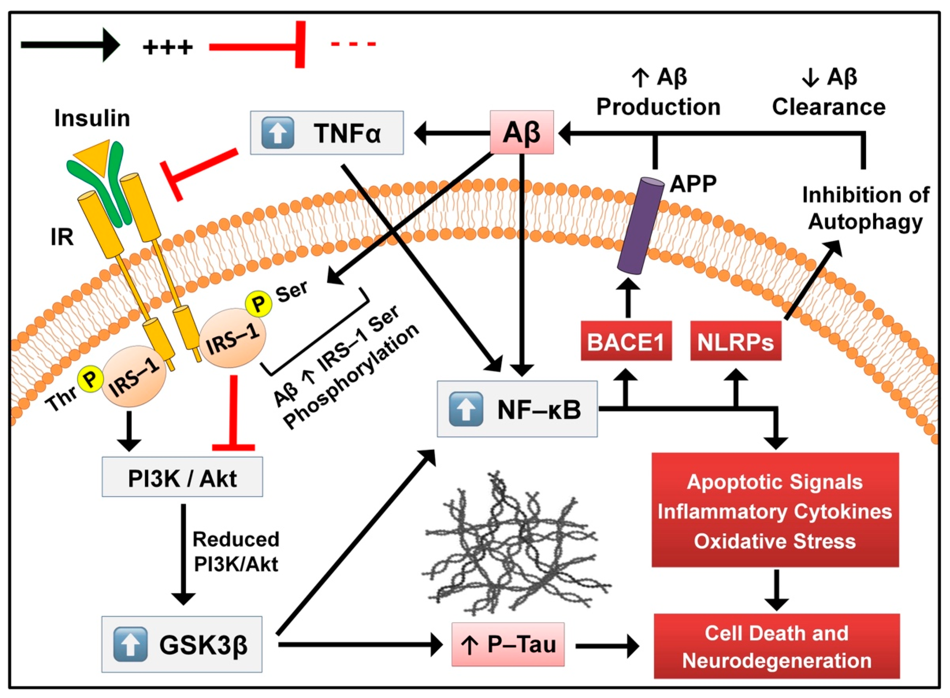 Molecules Free FullText BACE1 Inhibitors for Alzheimer’s Disease