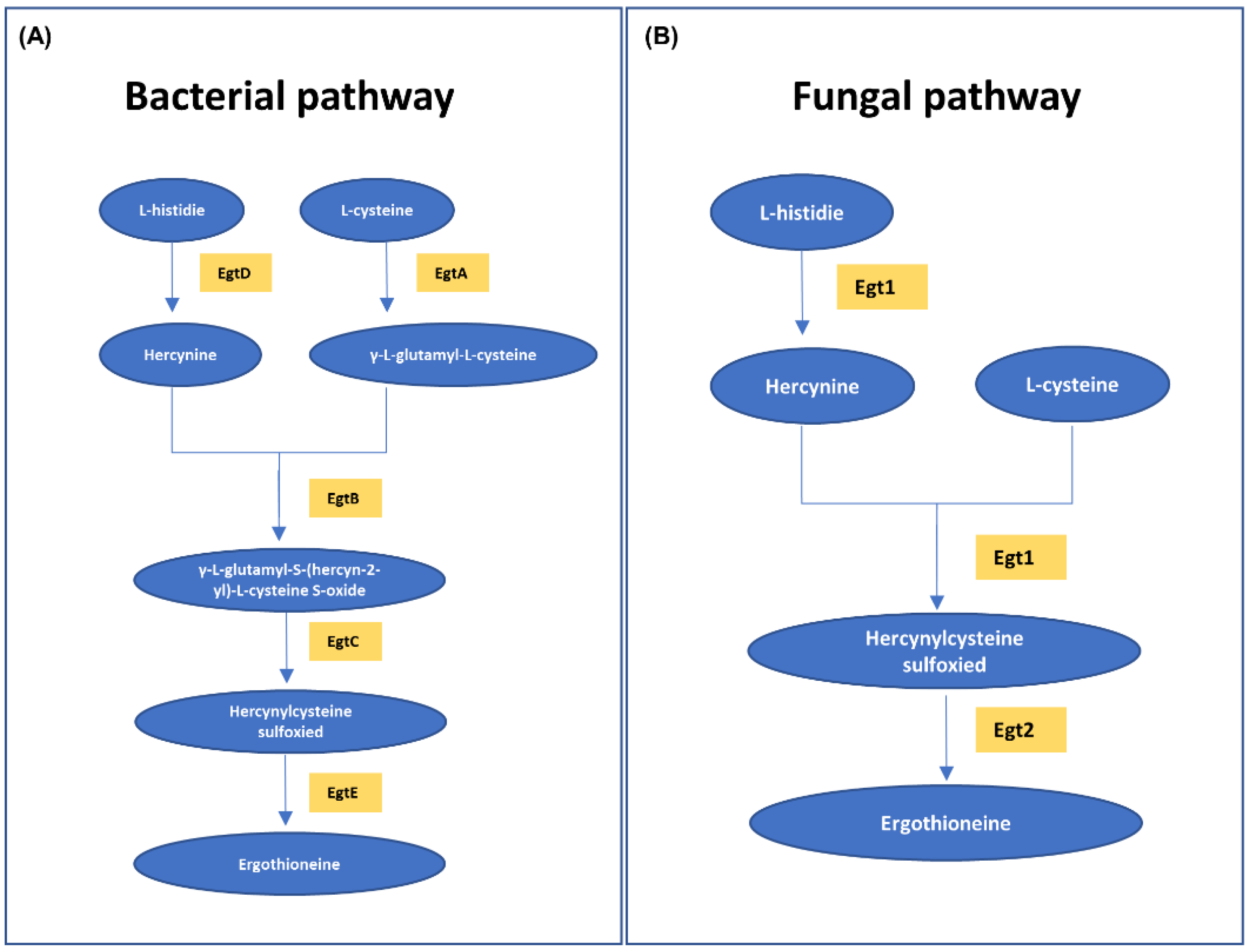 Molecules 27 08885 g005