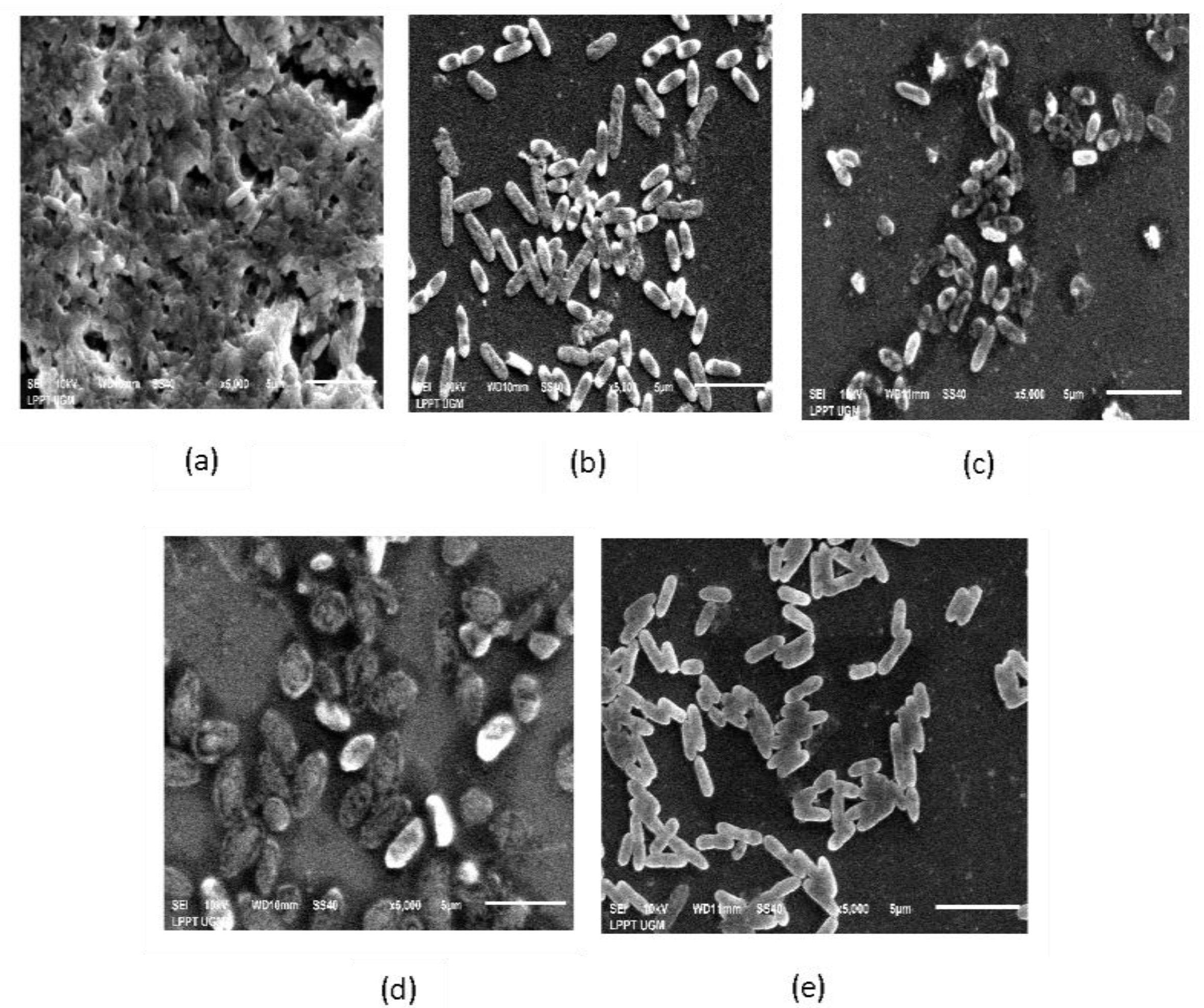 Molecules 27 08935 g010 Molecules 27 08935 g010