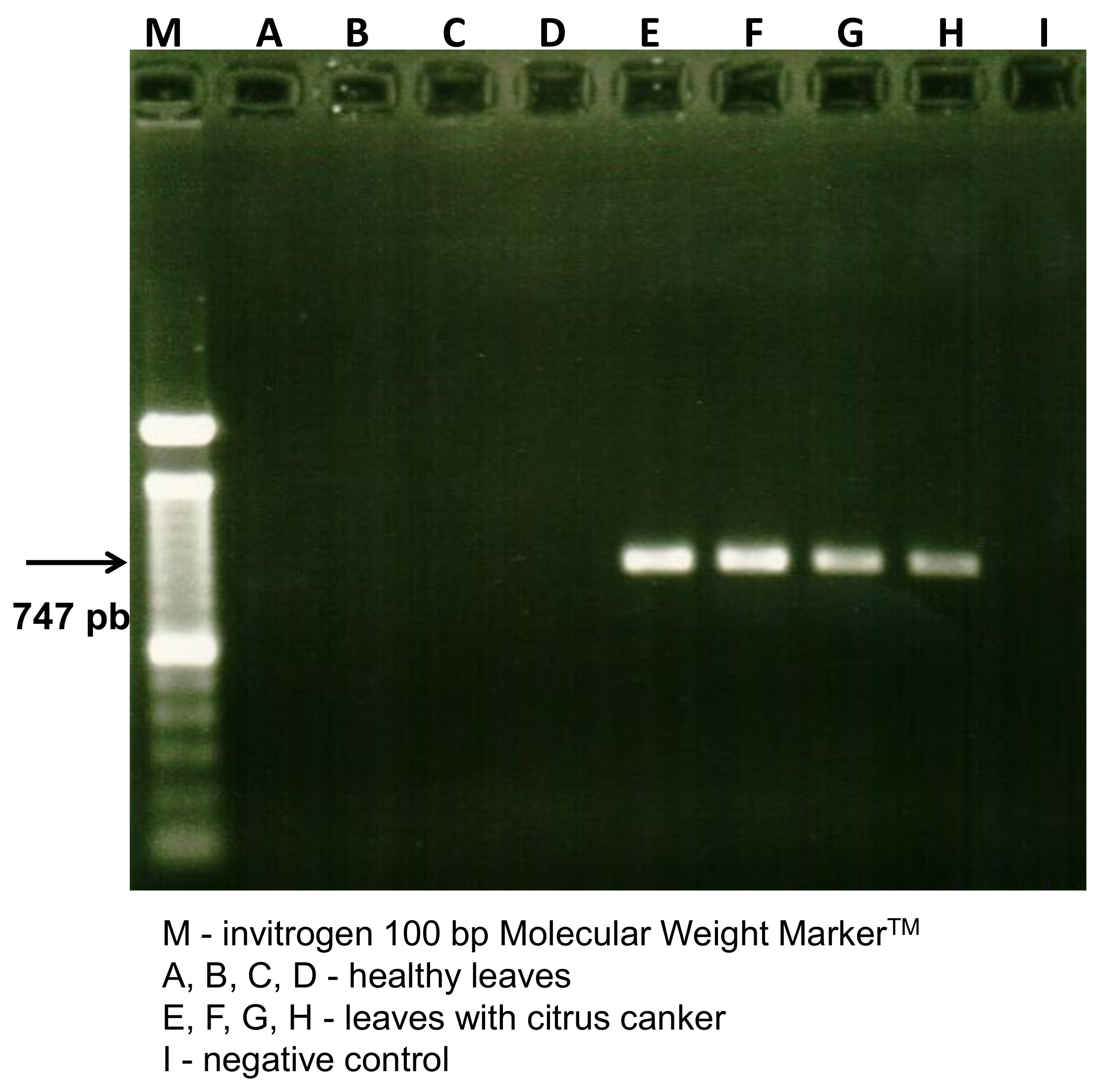 Molecules 27 08947 g001 Molecules 27 08947 g001