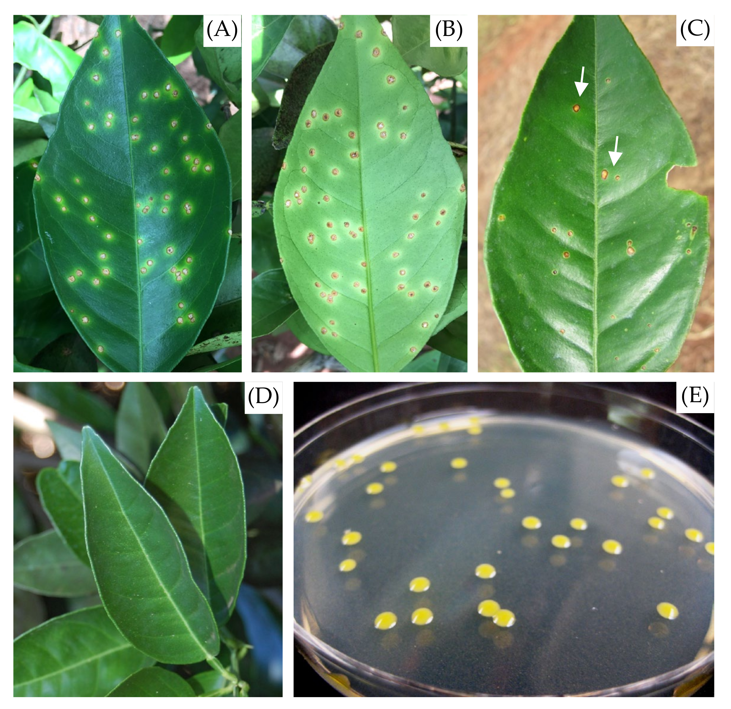 Molecules 27 08947 g010 Molecules 27 08947 g010