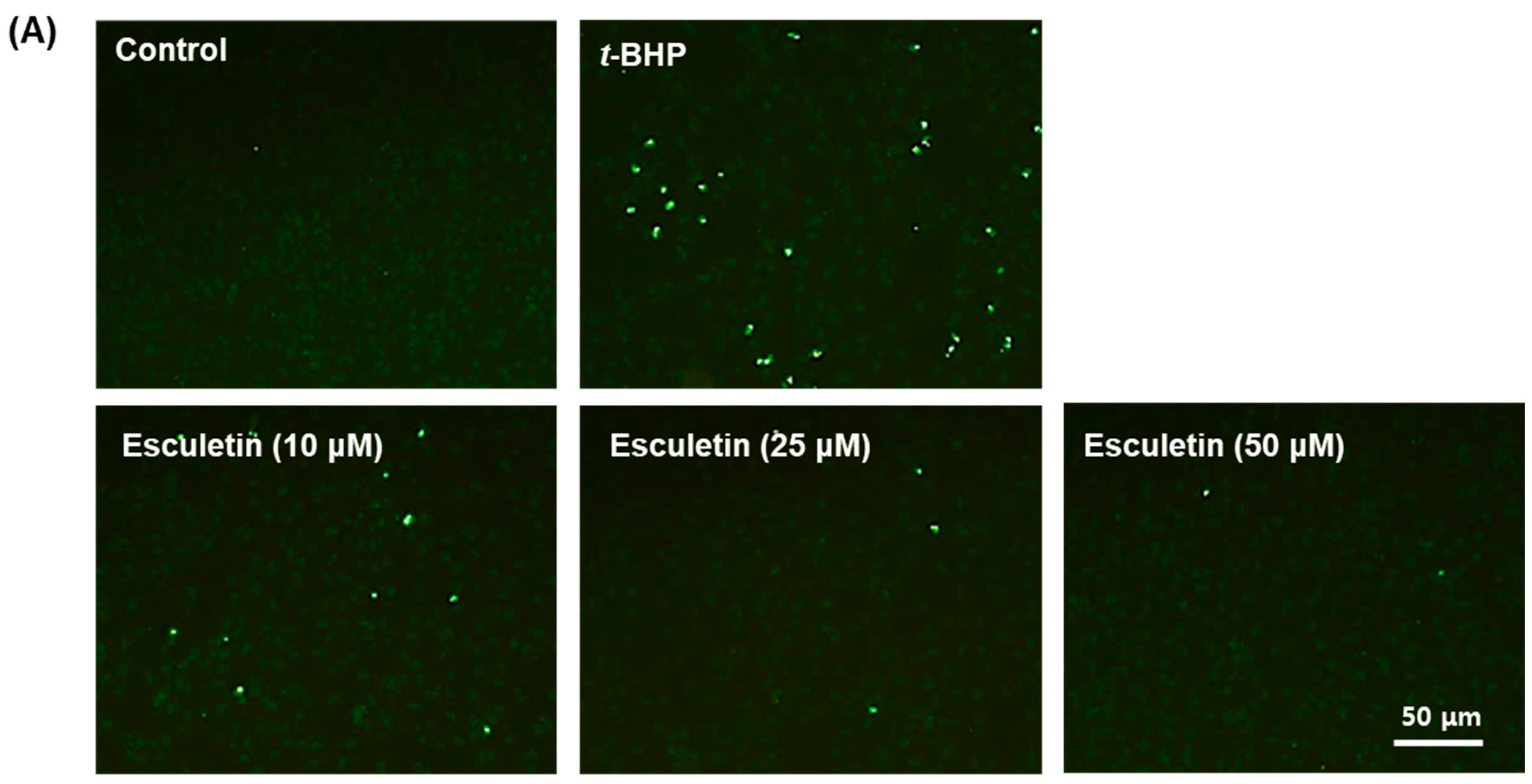 Molecules 27 08970 g002a Molecules 27 08970 g002a