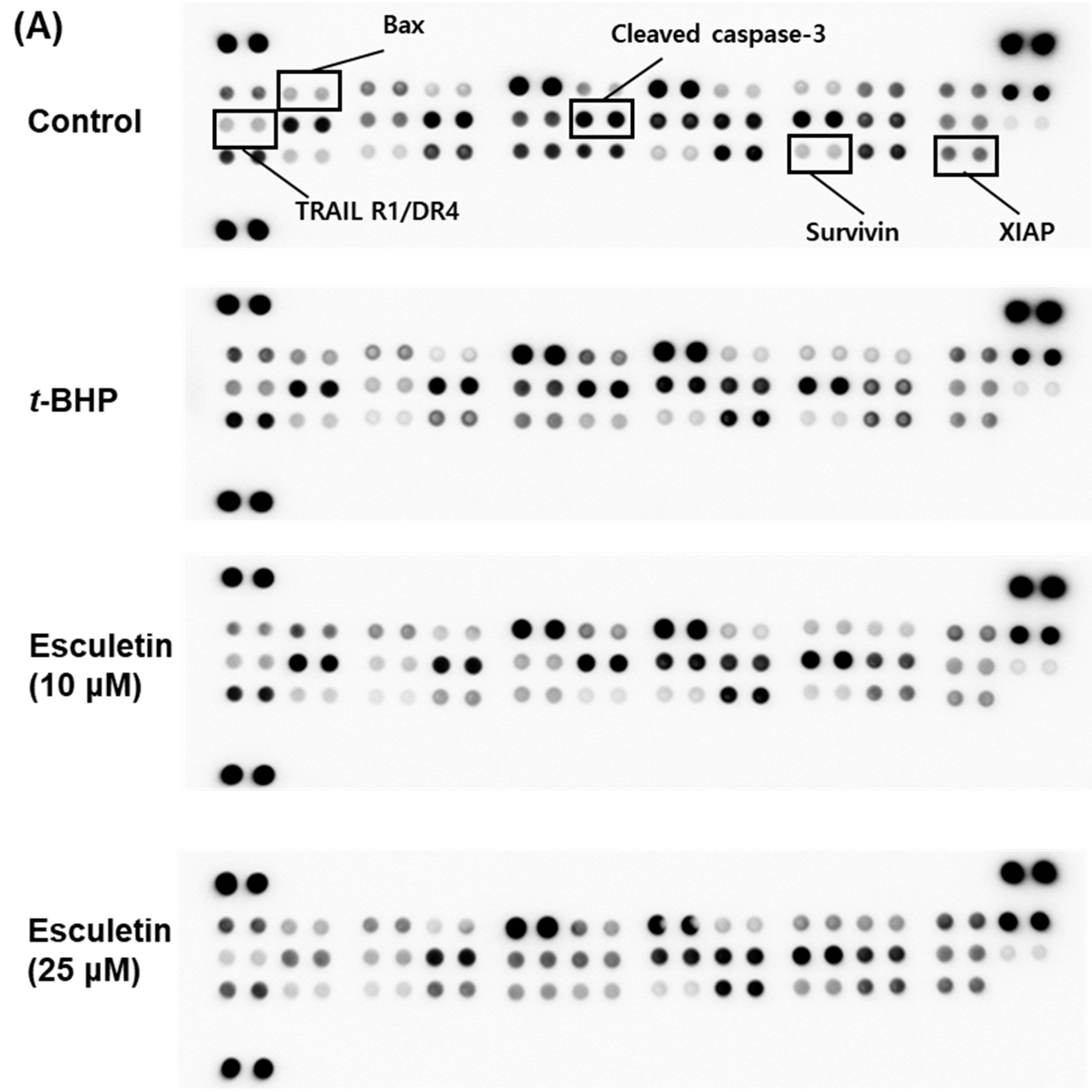 Molecules 27 08970 g003a Molecules 27 08970 g003a