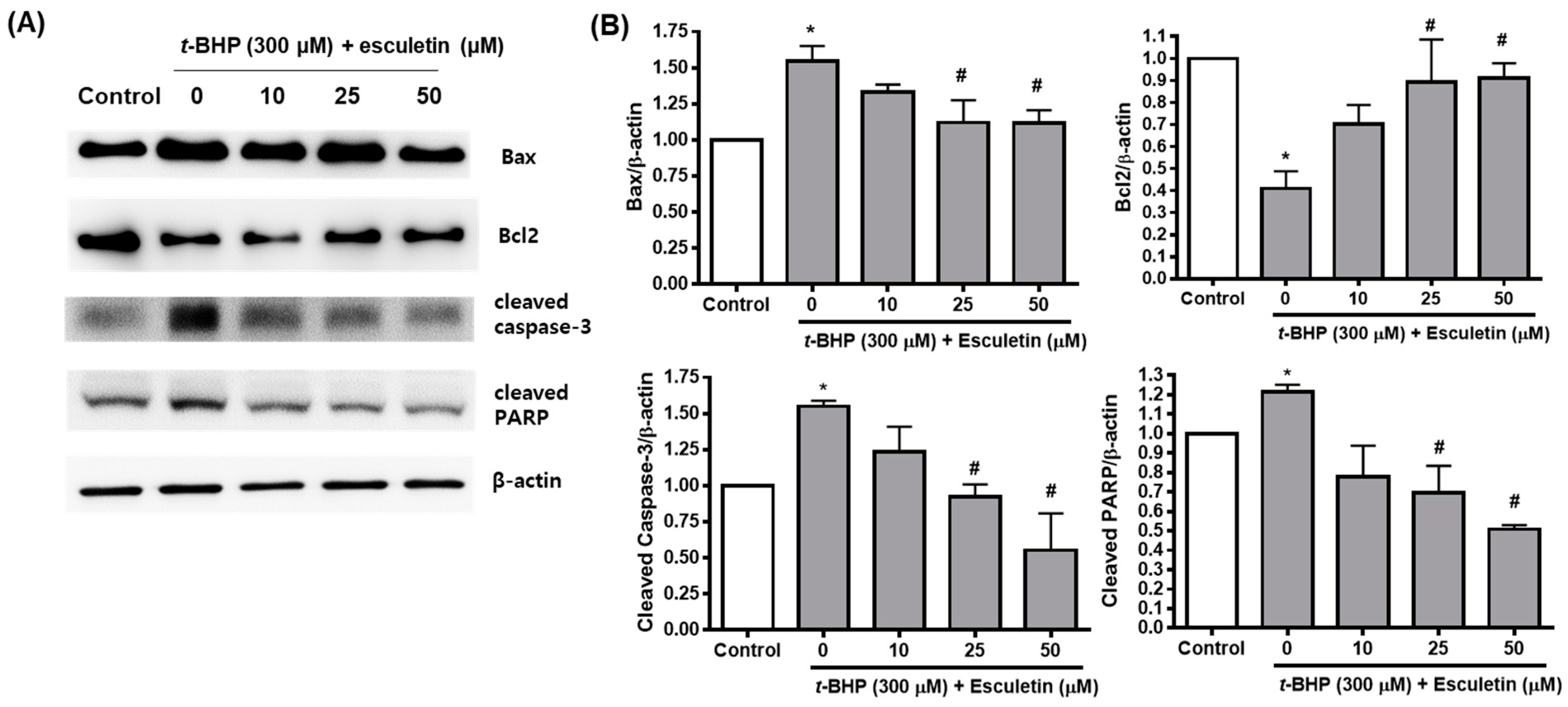 Molecules 27 08970 g004 Molecules 27 08970 g004