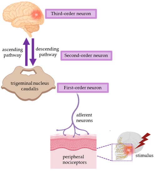 Understanding Chronic Pain - JSS Hospital