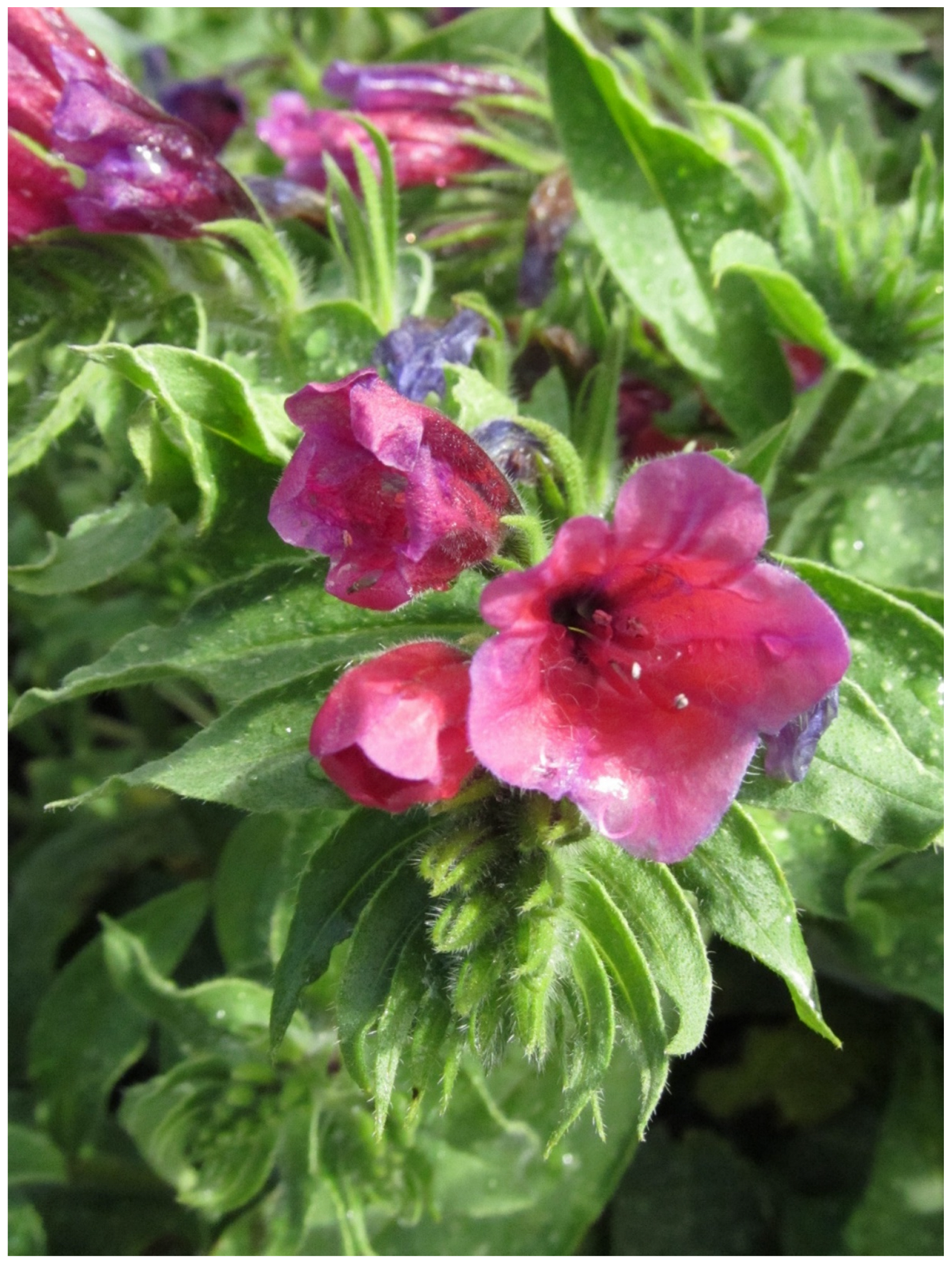 Molecules 28 00385 g001 Molecules 28 00385 g001