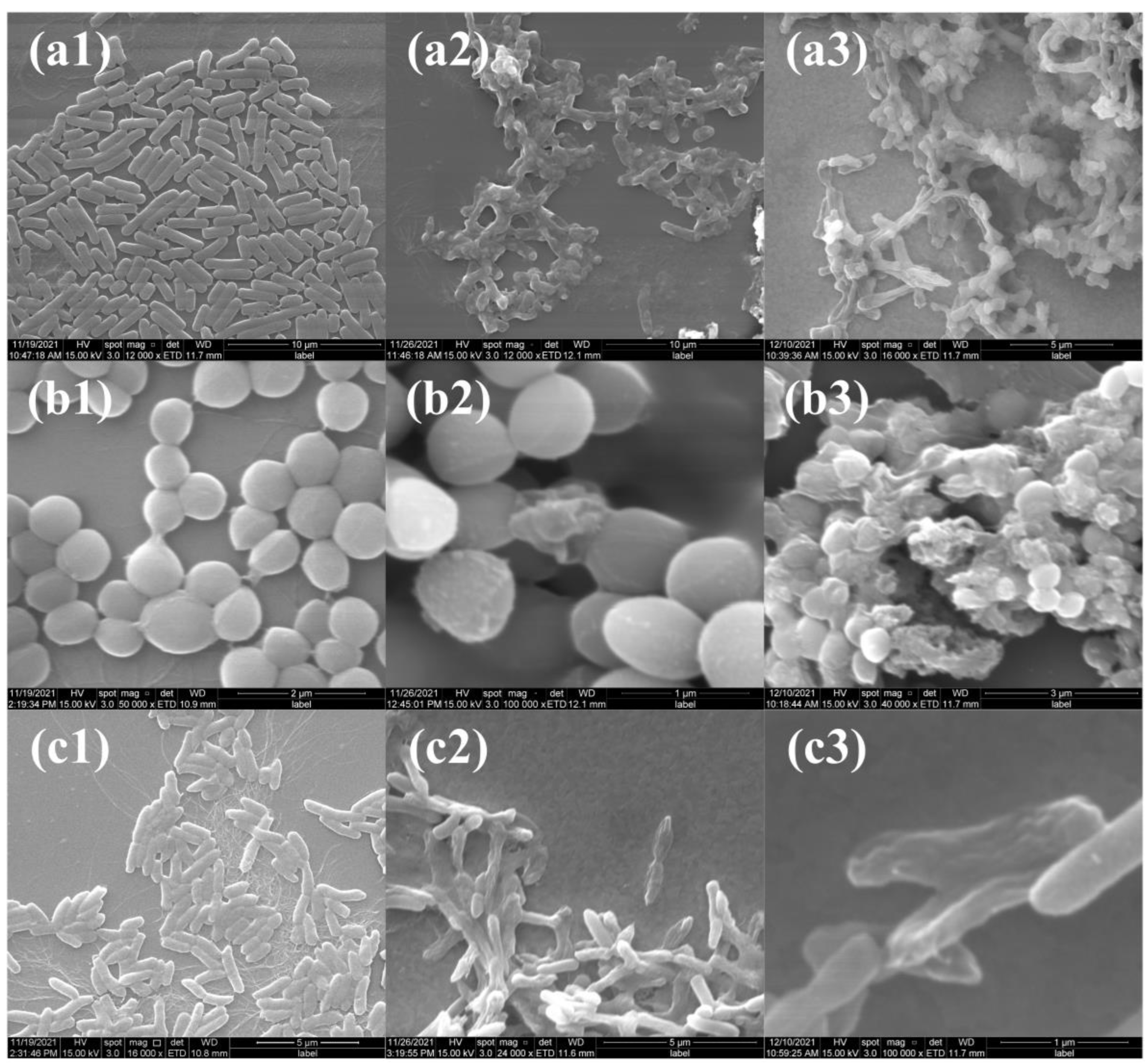 Molecules 28 00594 g010