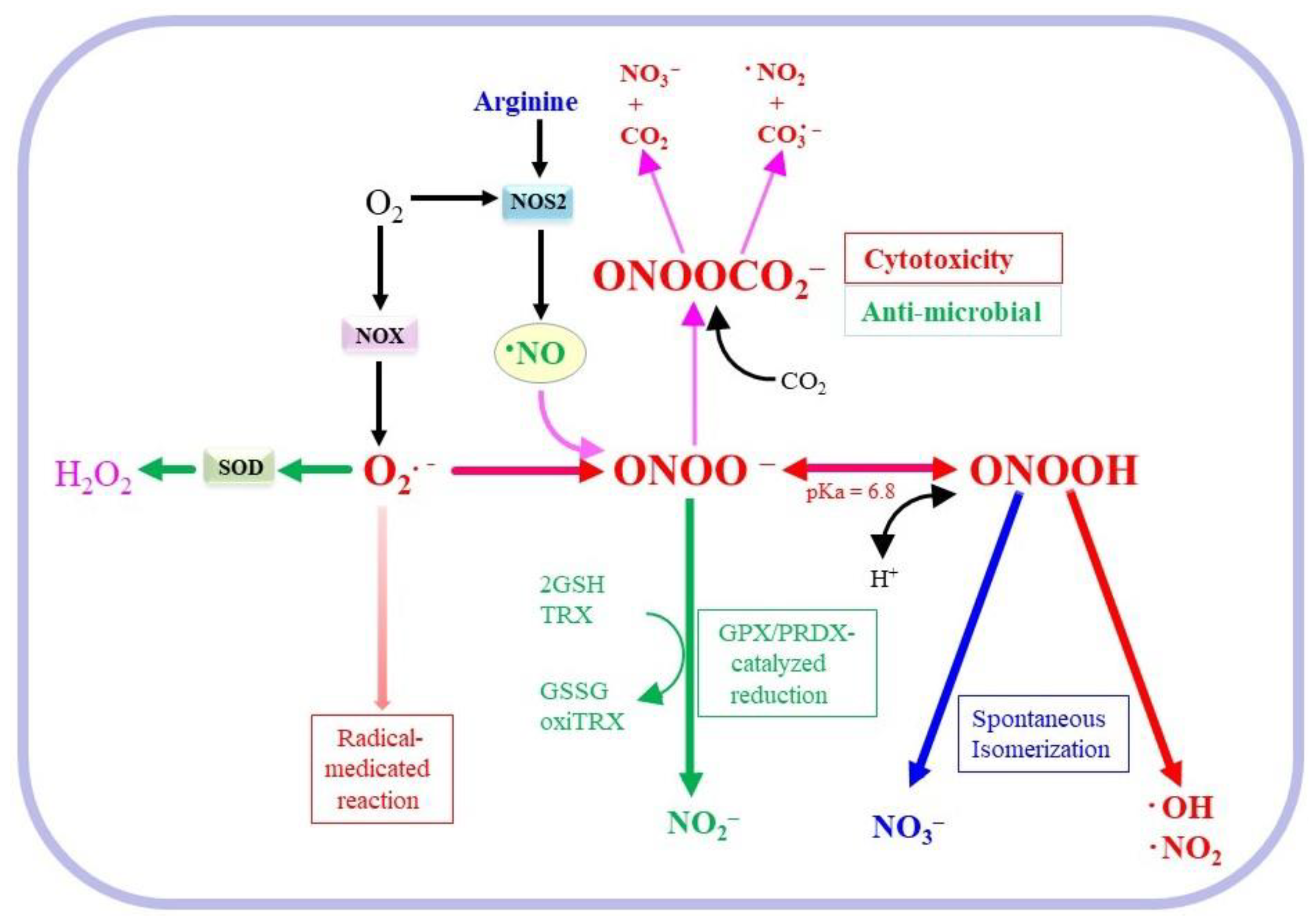 Conversion of •NO and ONOO − . Activated macrophages simultaneously