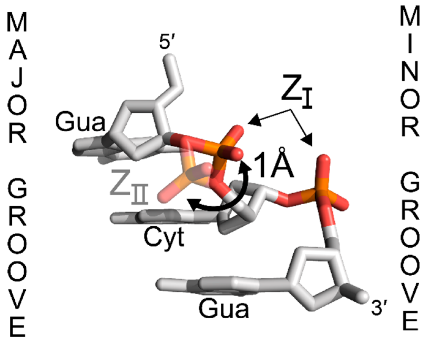 Molecules | Free Full-Text | Structure And Formation Of Z-DNA And Z-RNA