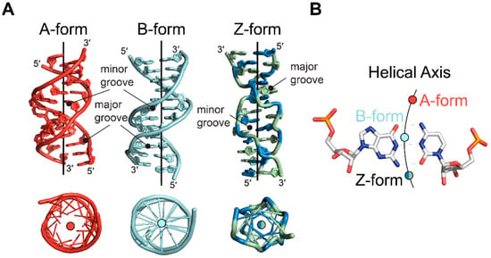 Molecules | Free Full-Text | Structure And Formation Of Z-DNA And Z-RNA